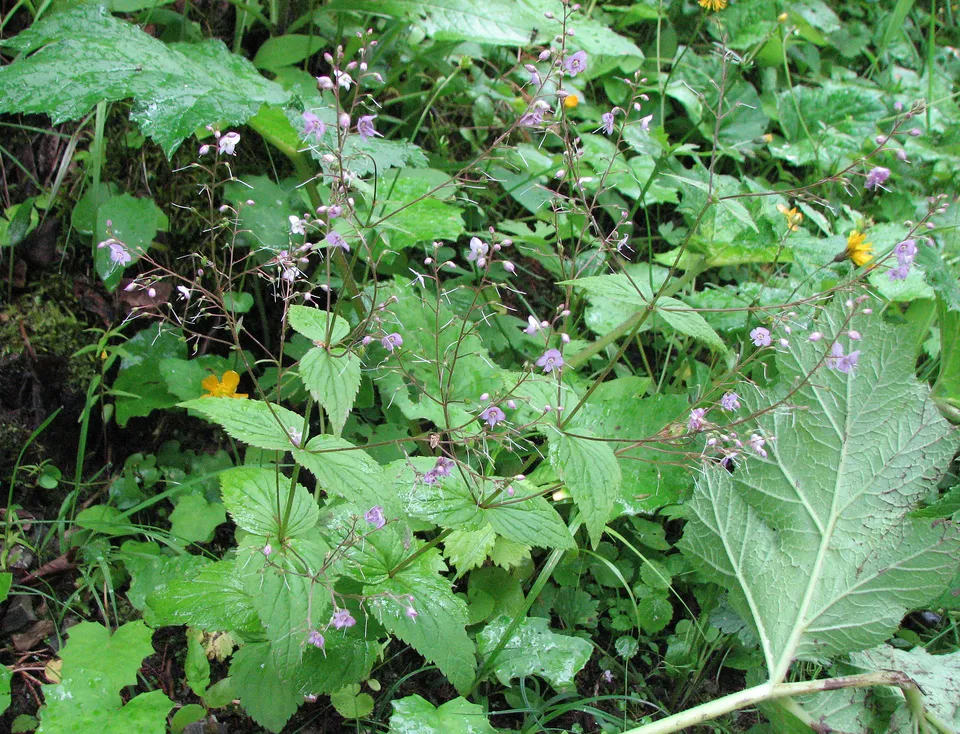 Nesselblättriger Ehrenpreis