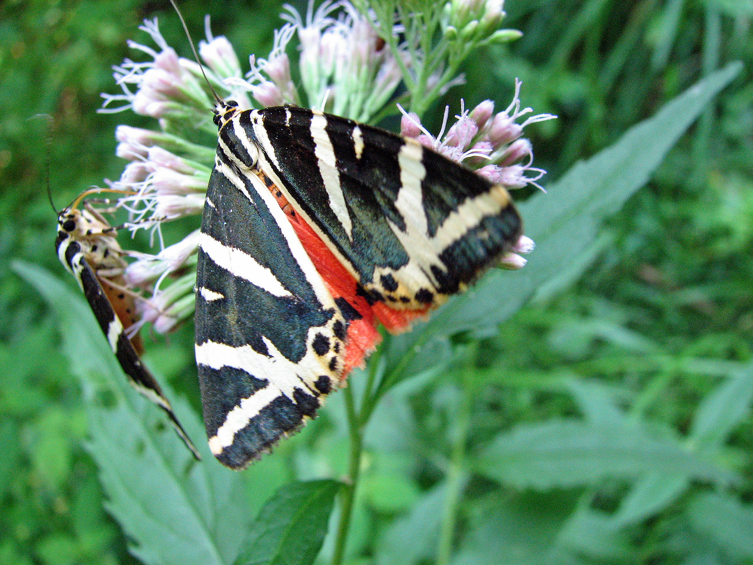 Gewöhnlicher Wasserdost