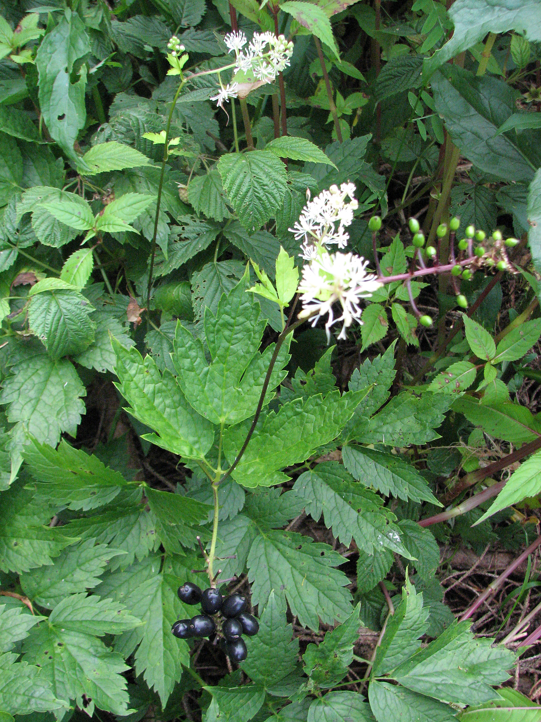 Ähriges Christophskraut