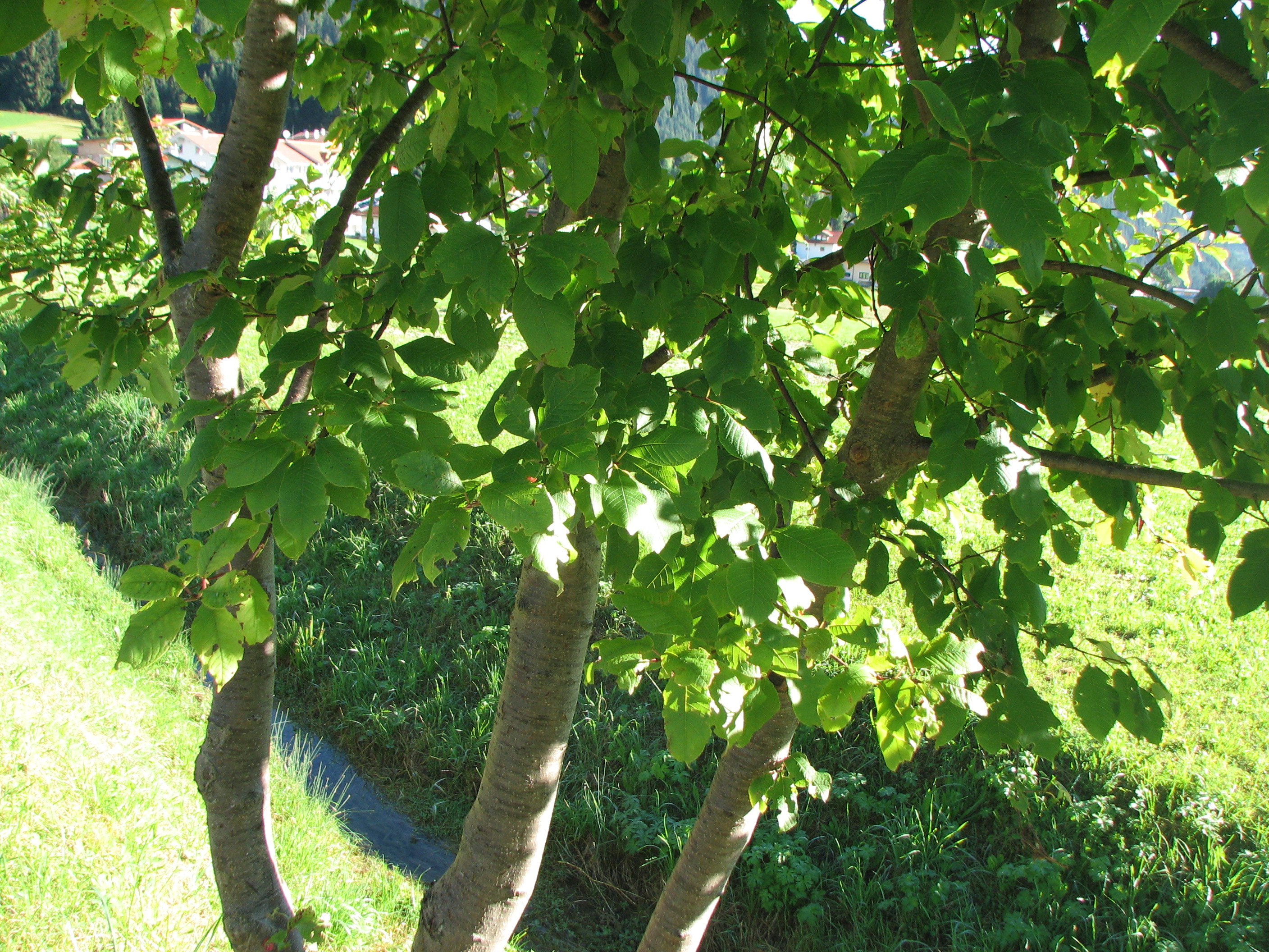 Gewöhnliche Traubenkirsche