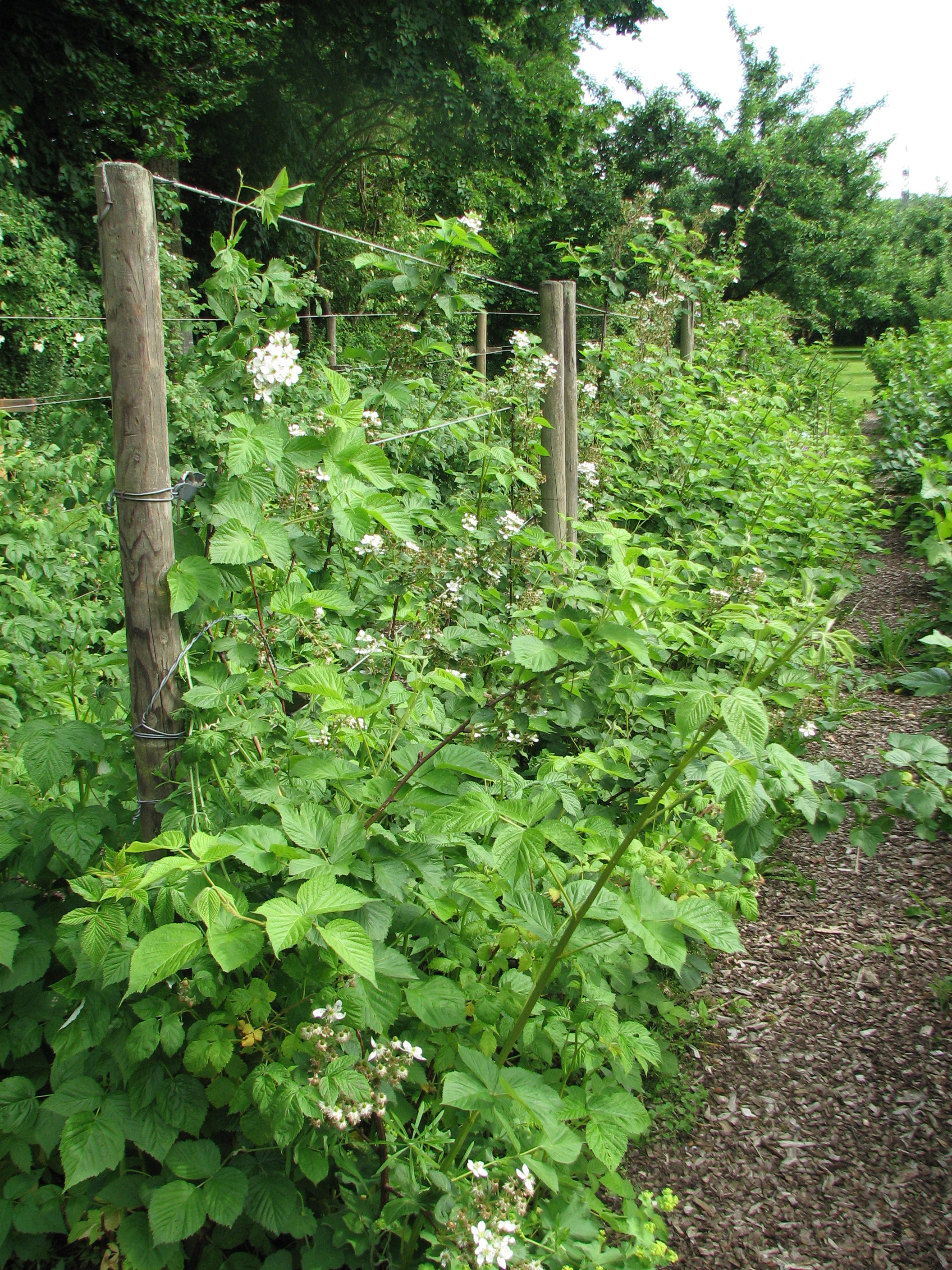 Brombeere