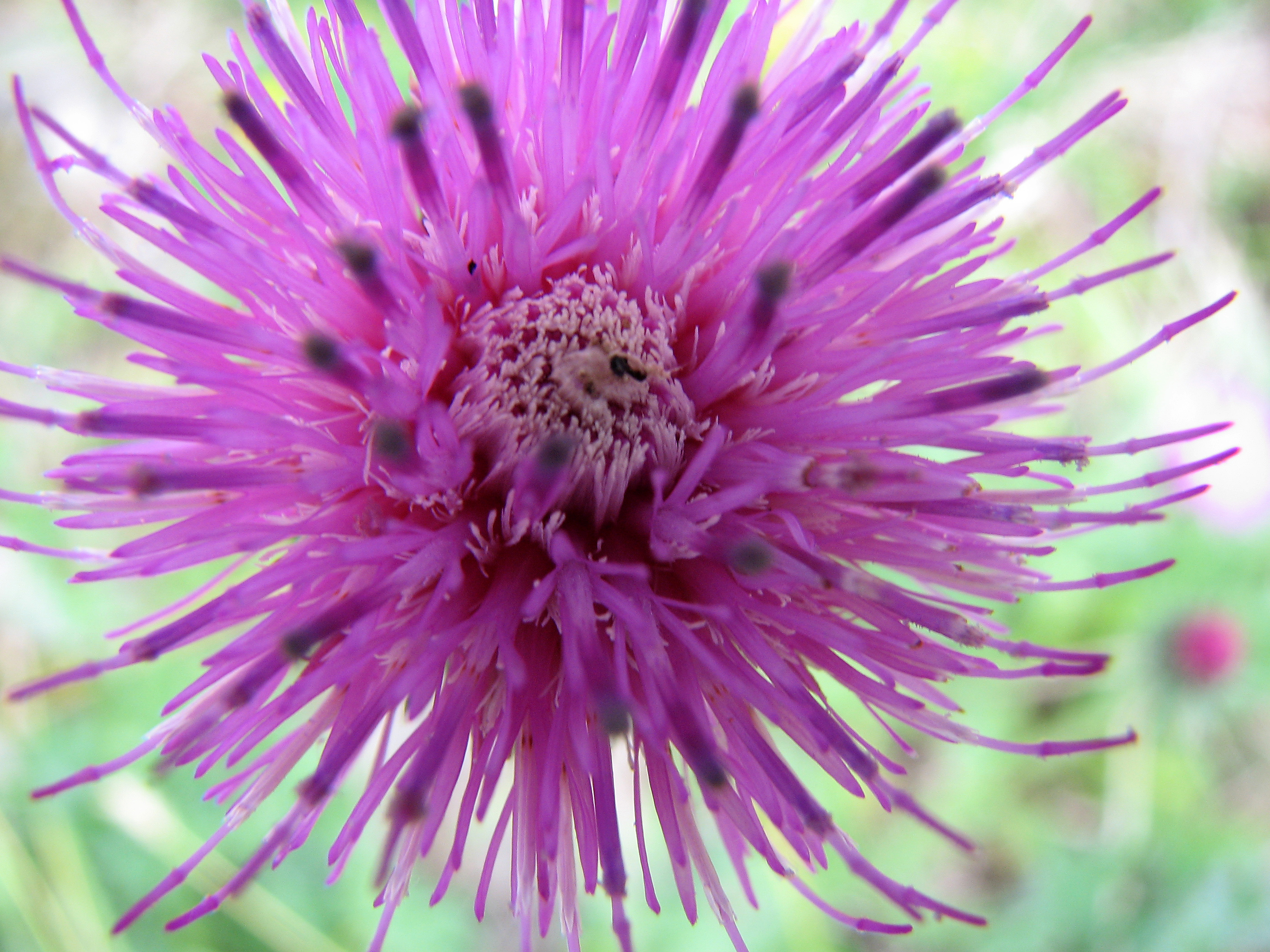 Gewöhnliche Bergdistel