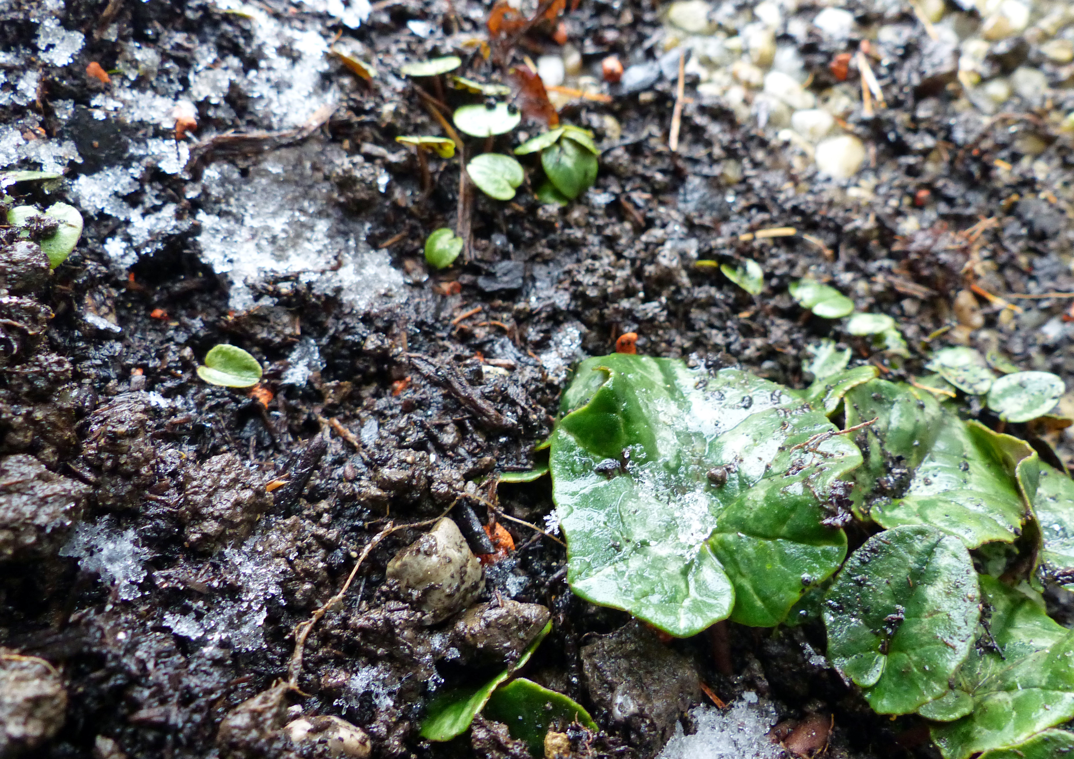 Efeublättriges Alpenveilchen