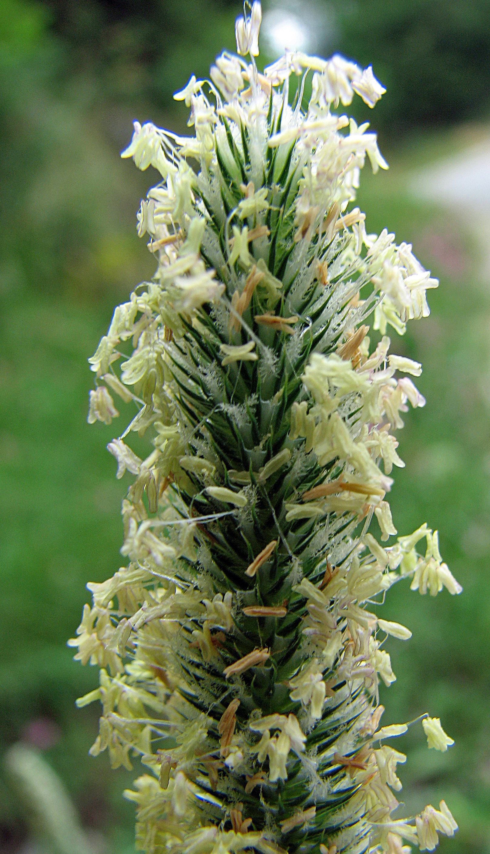 Wiesenfuchsschwanz
