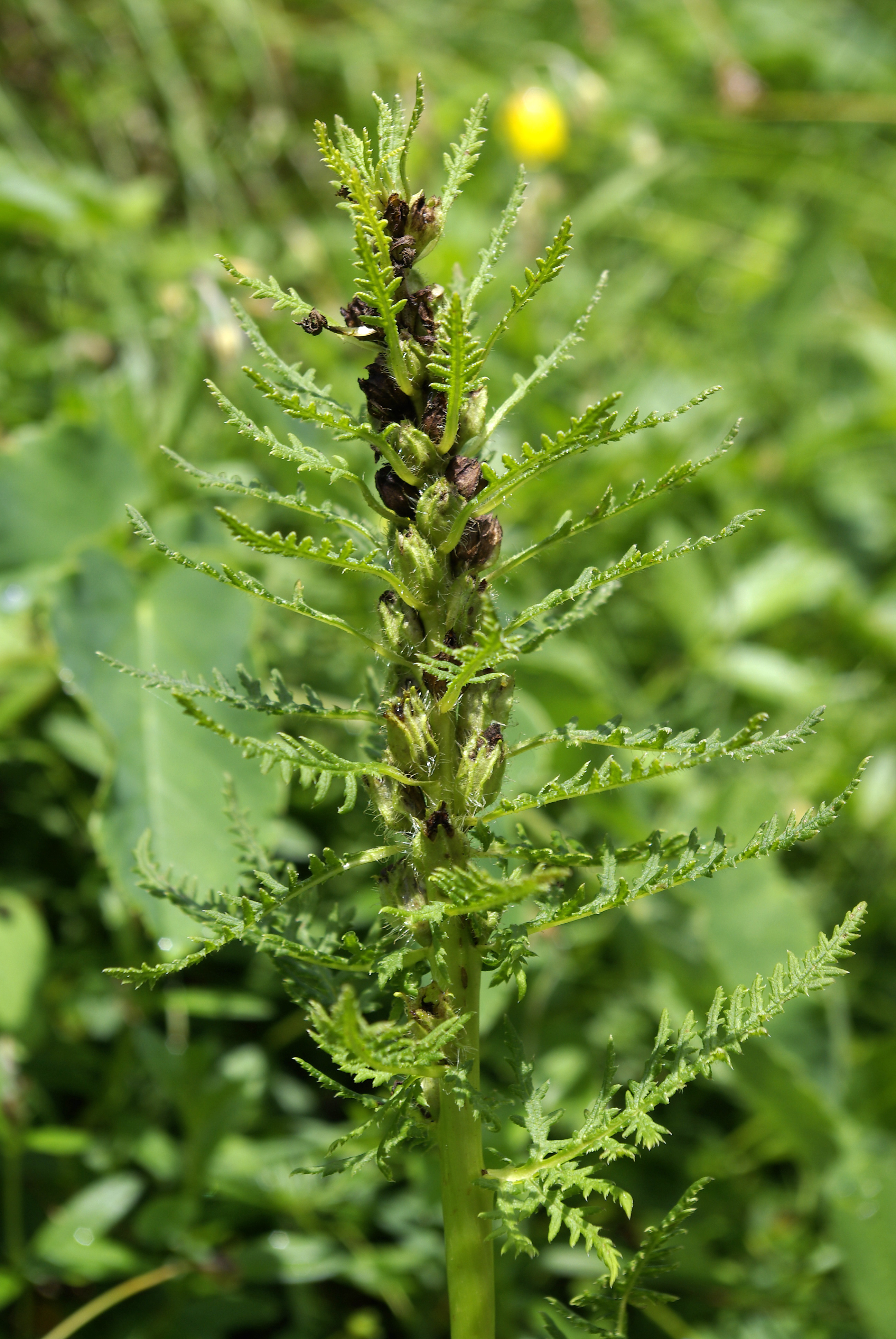 Beblättertes Läusekraut