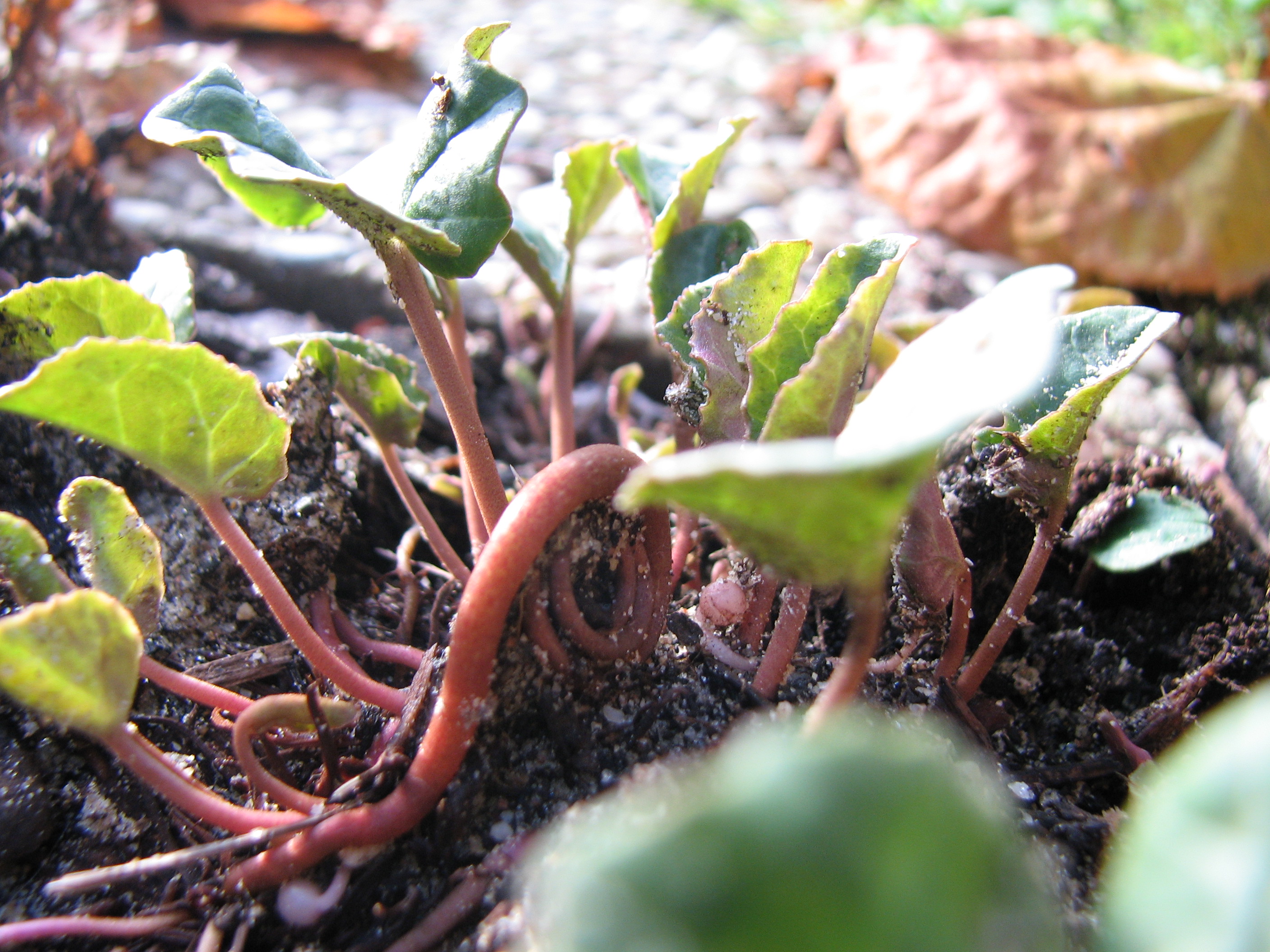 Europäisches Alpenveilchen