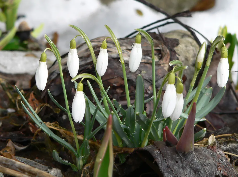 Kleines Schneeglöckchen