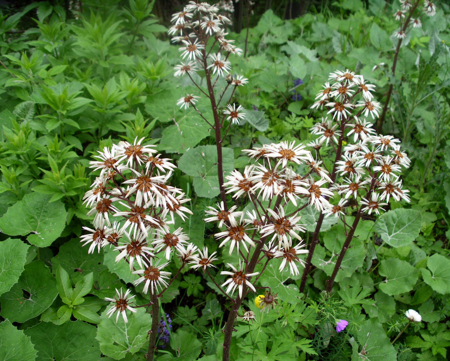 Gewöhnliche Pestwurz