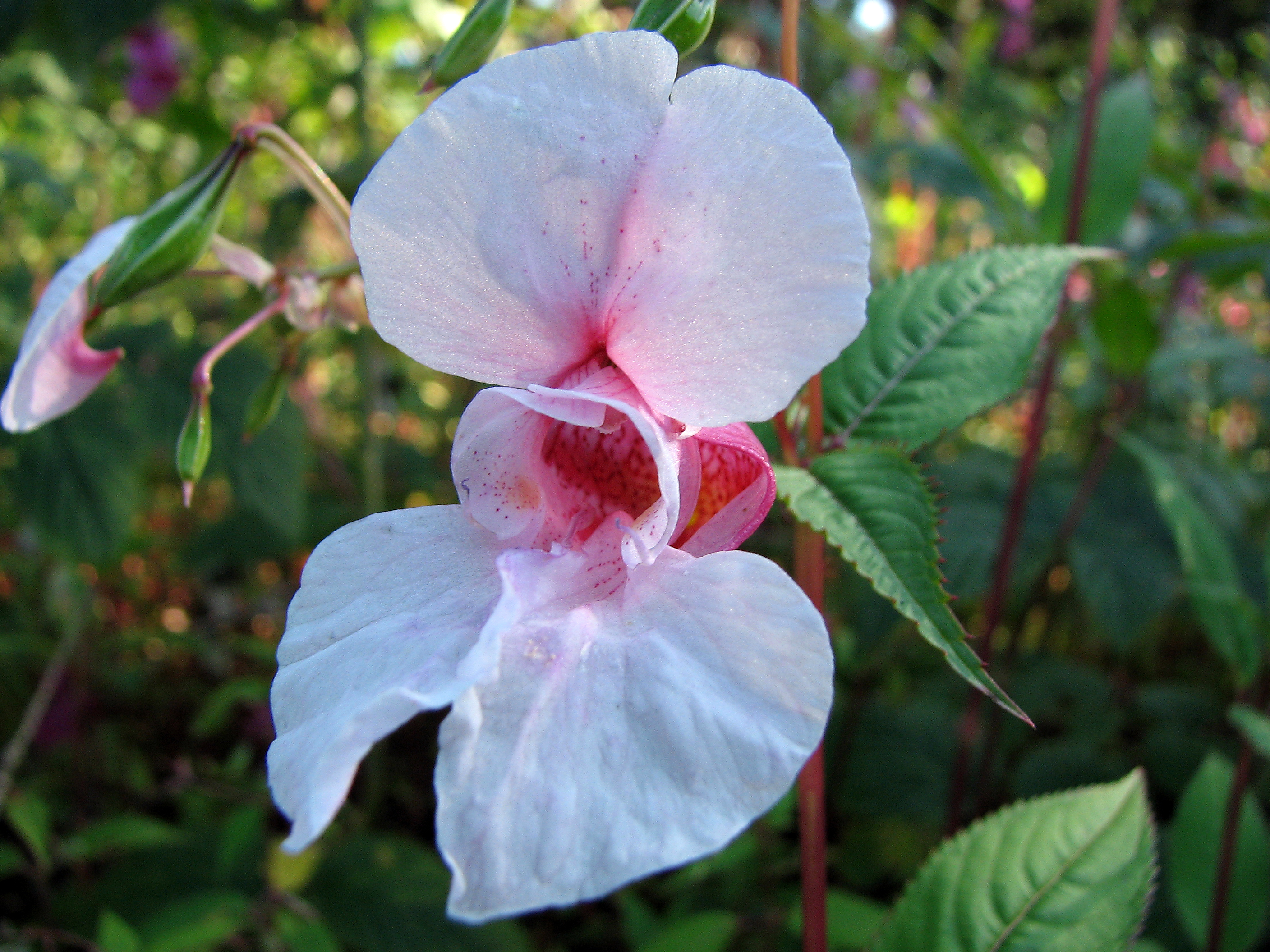 Drüsiges Springkraut