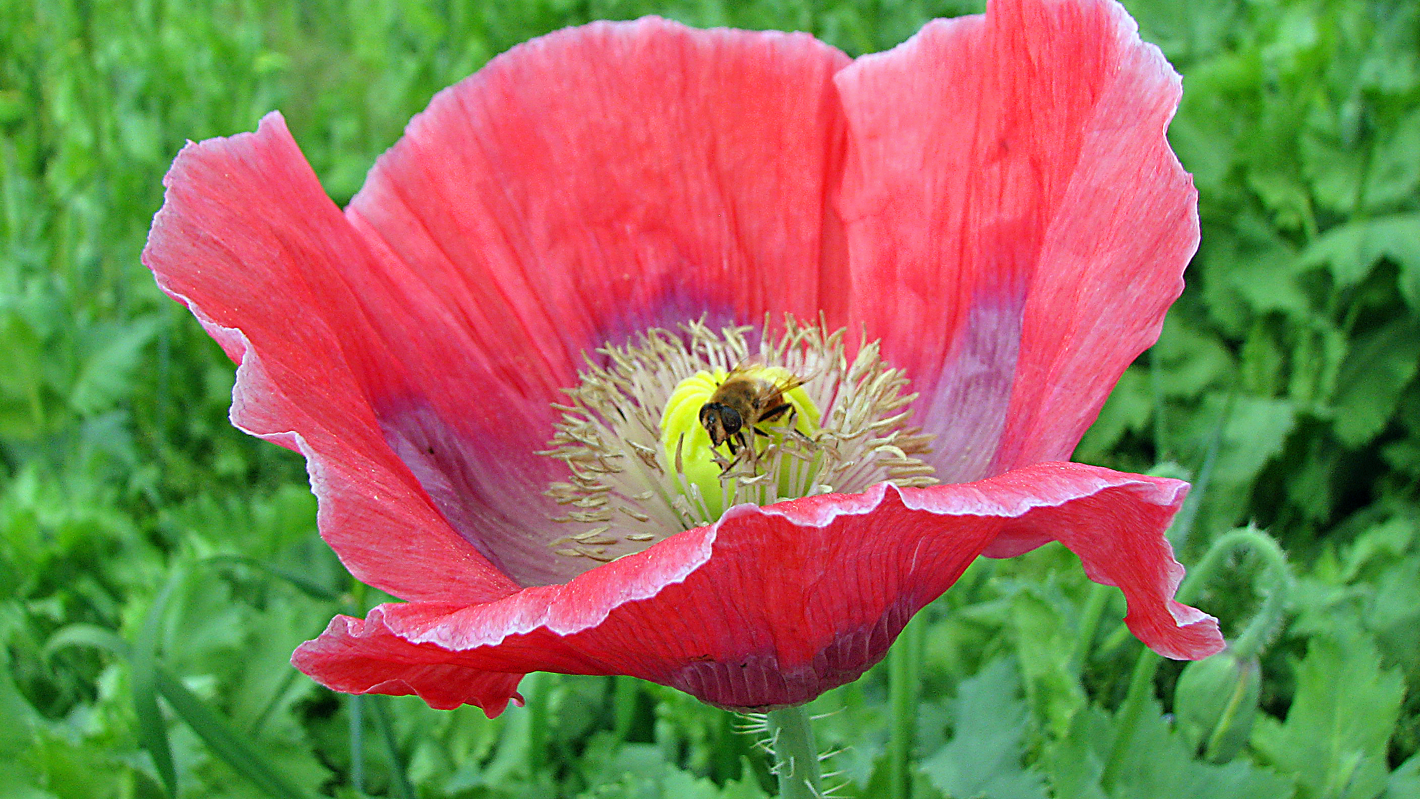Schlafmohn
