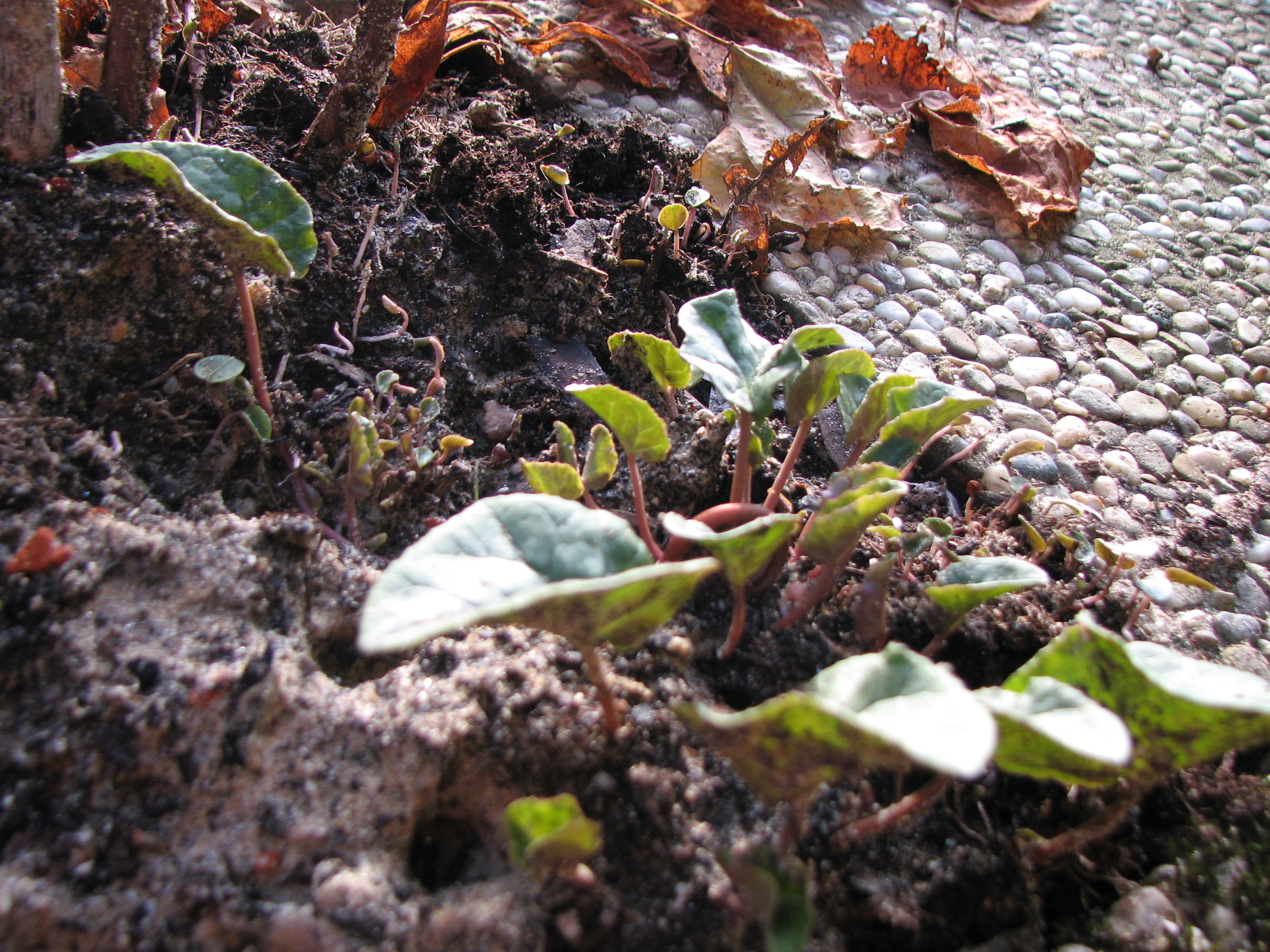 Europäisches Alpenveilchen