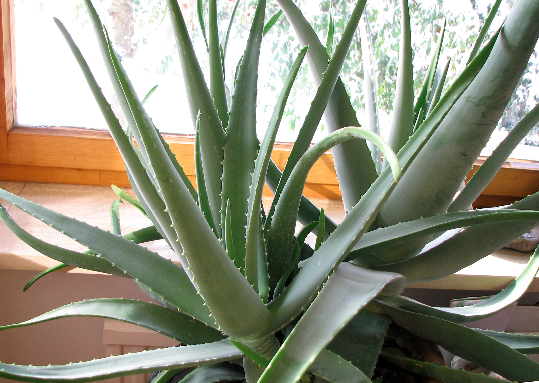 Aloe vera-Gel aus ganzem Blatt