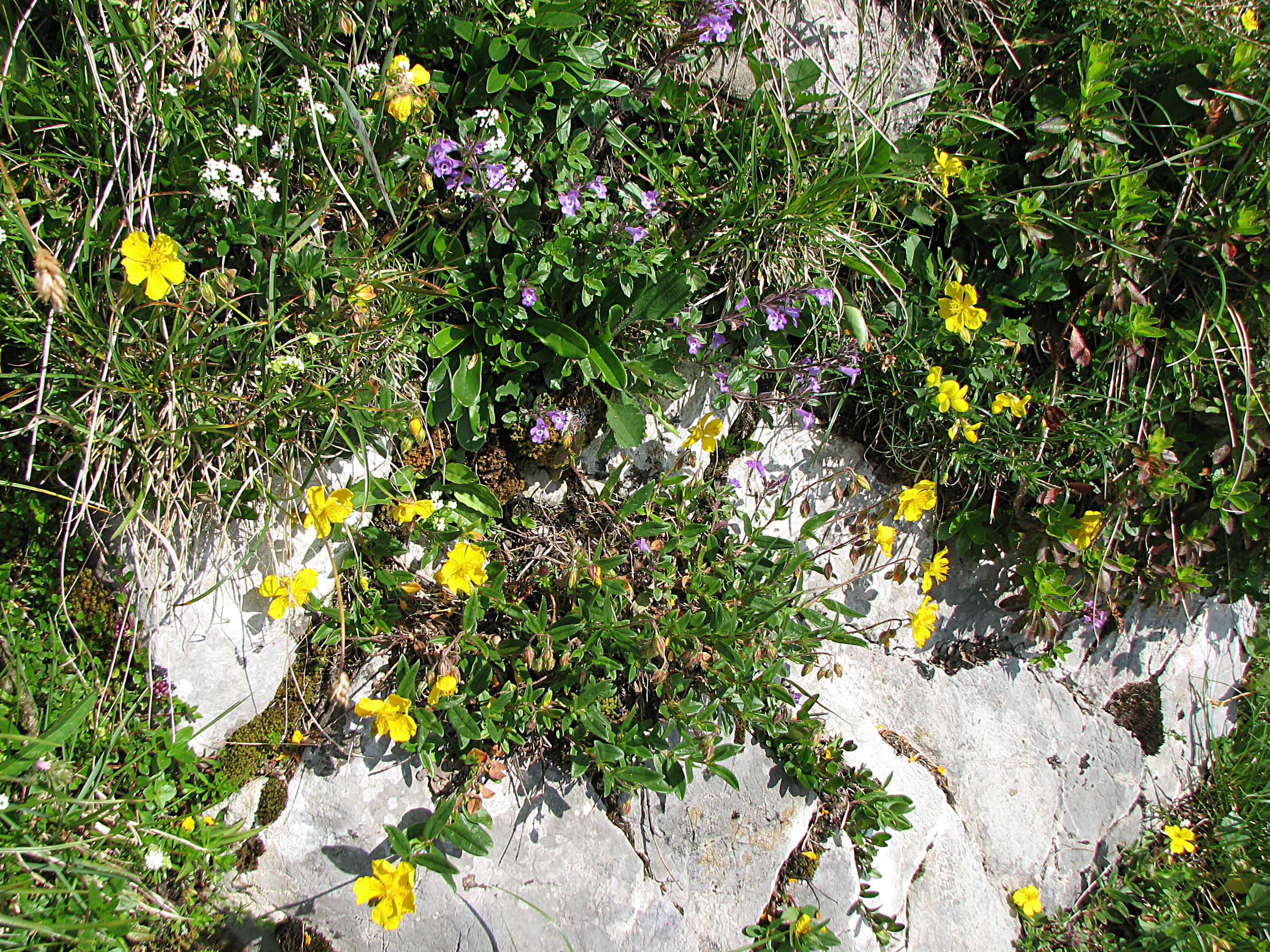 Gelbes Sonnenröschen