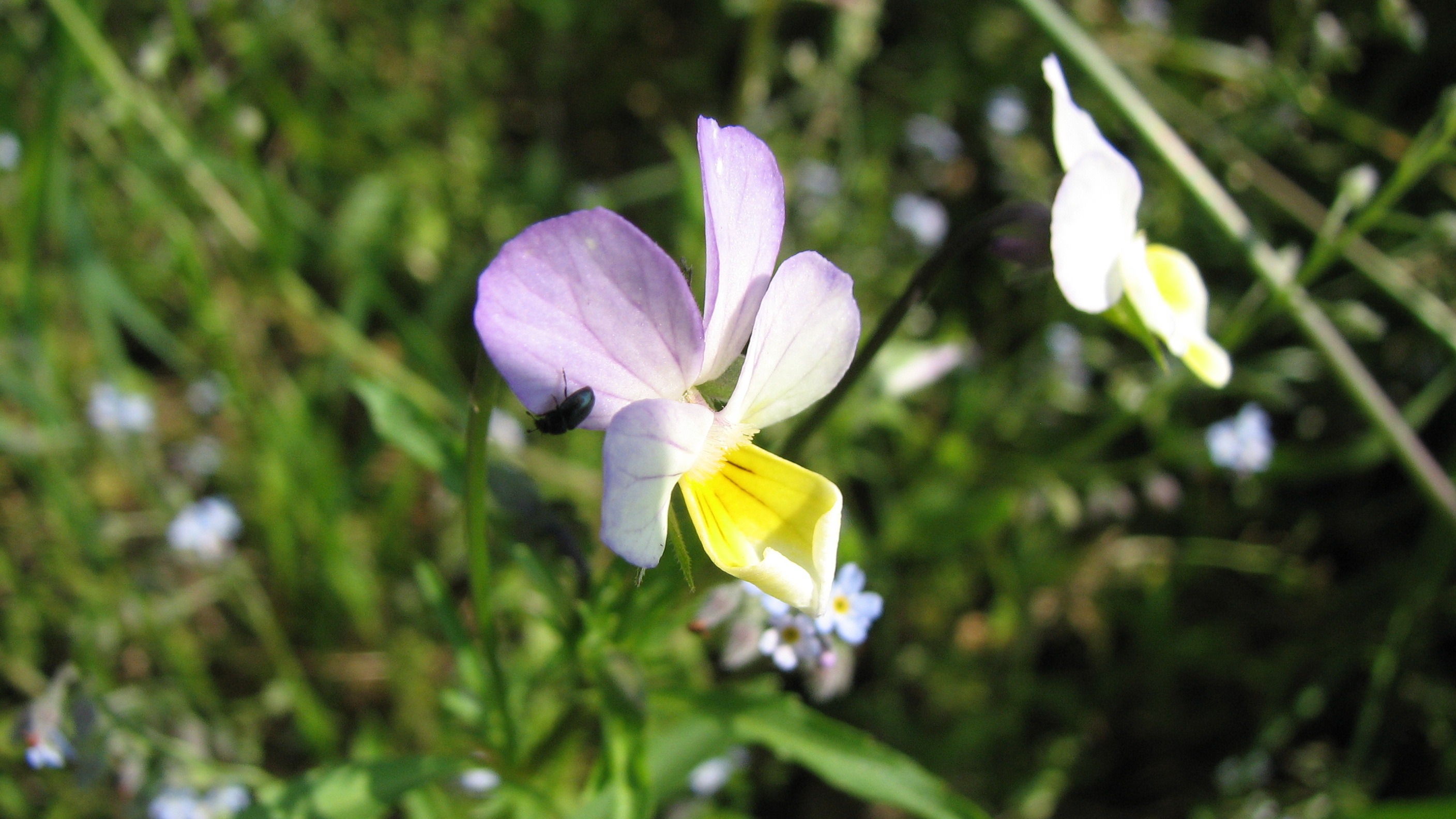 Ackerstiefmütterchen