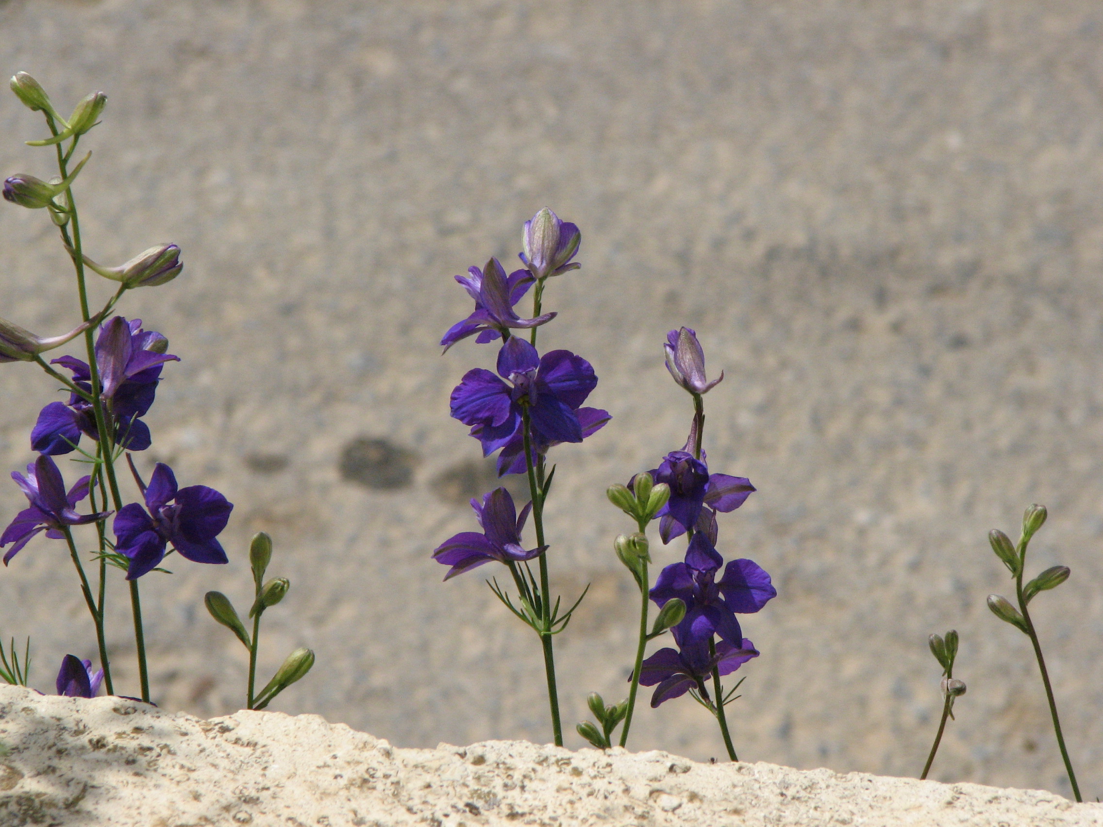 Über Giftpflanzen und Verhalten im Vergiftungsfall