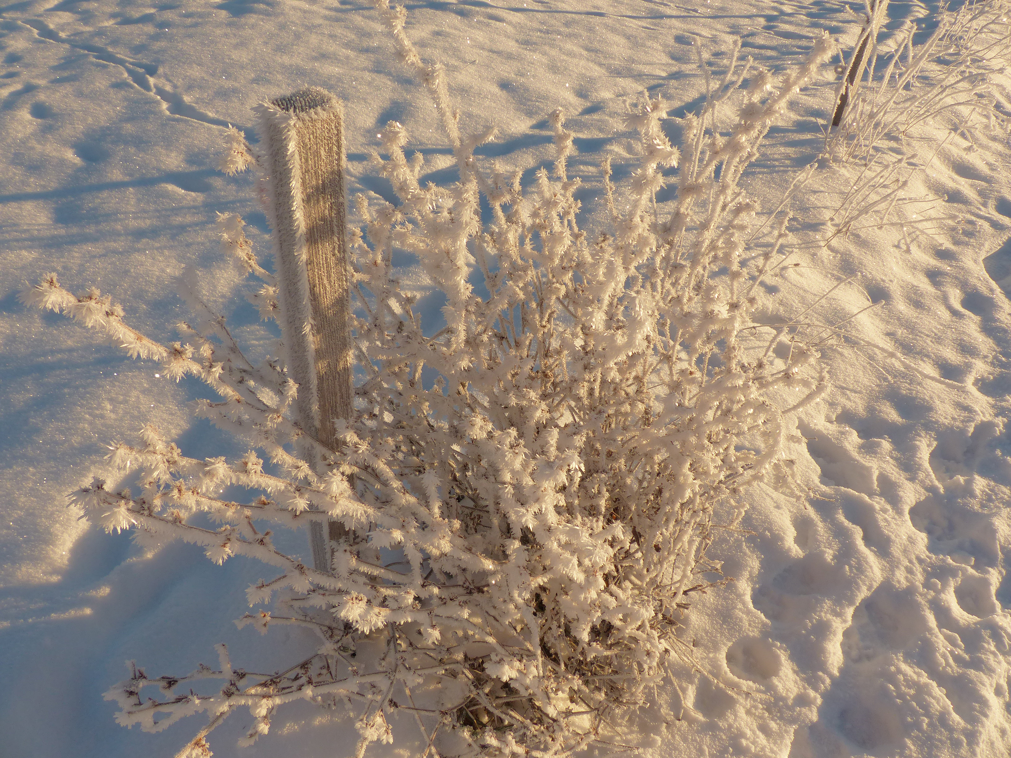 Gewöhnliche Wegwarte