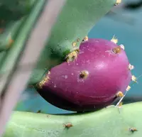 Feigenkaktus