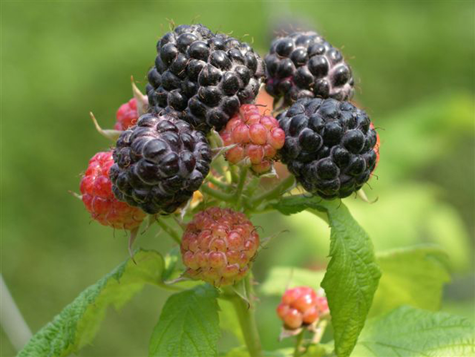 Brombeere