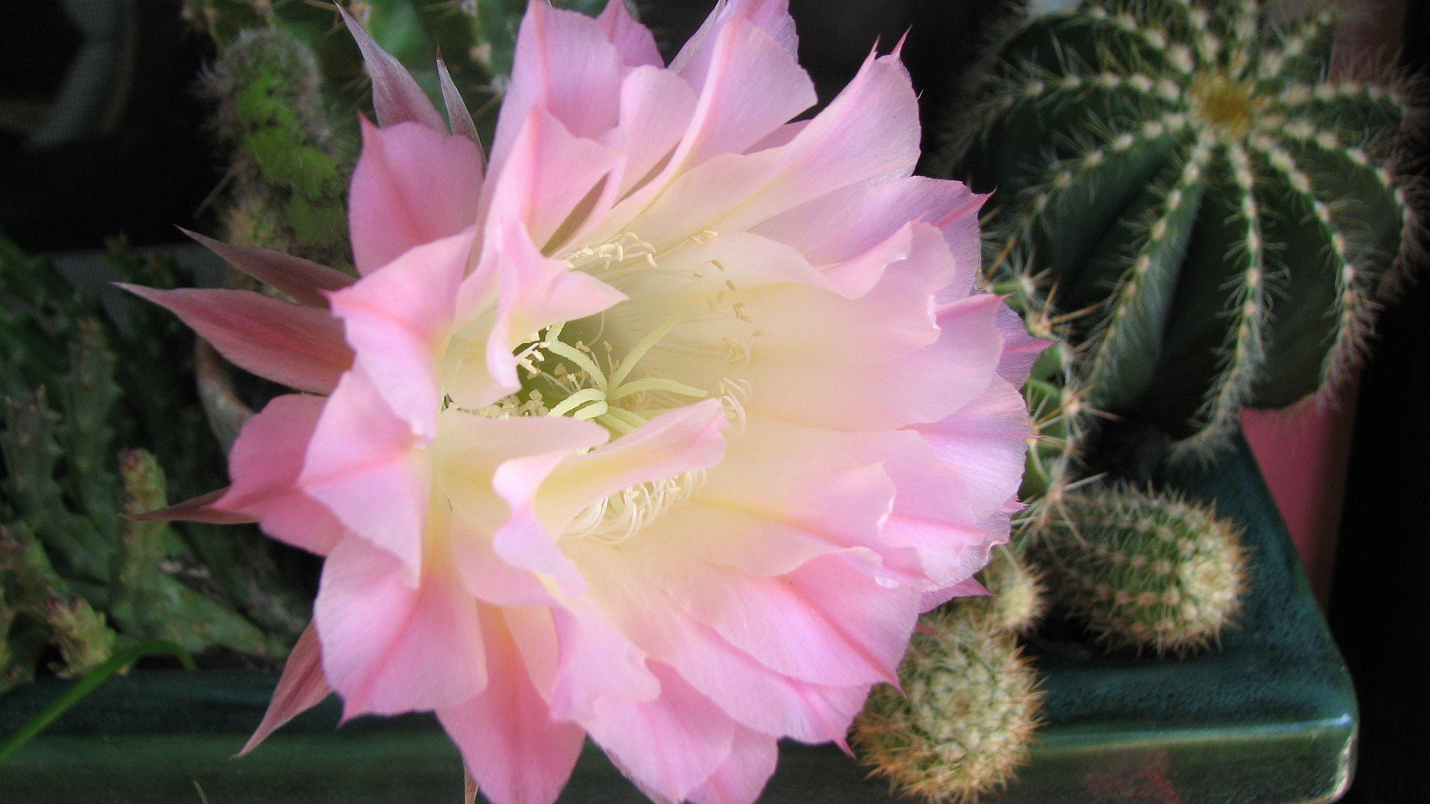 Falsche Königin der Nacht