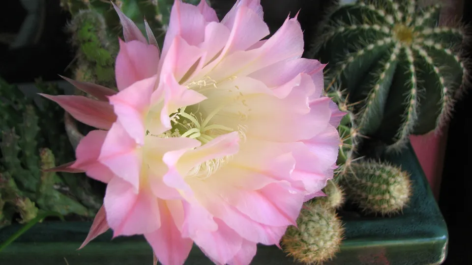 Falsche Königin der Nacht