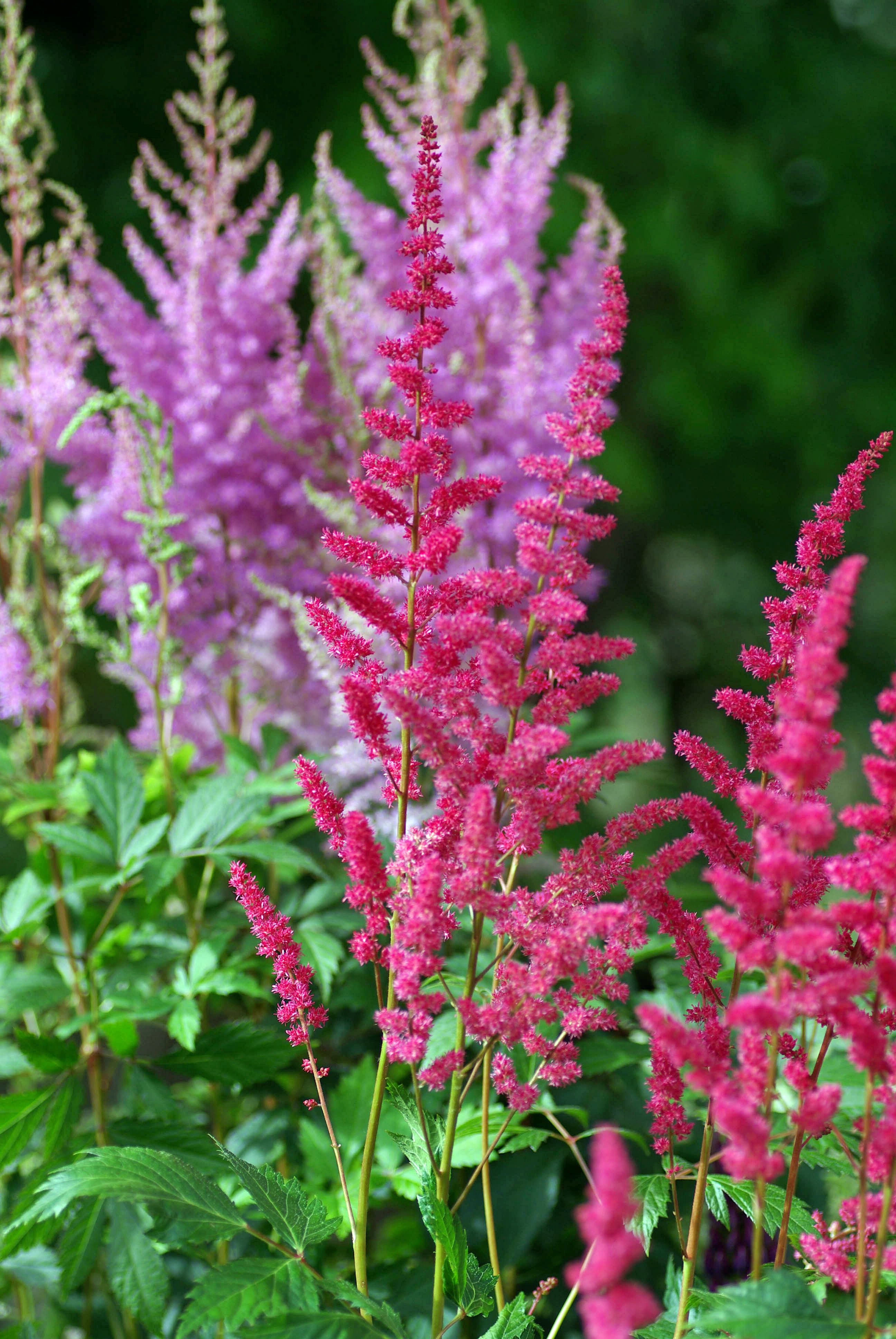 Astilbe