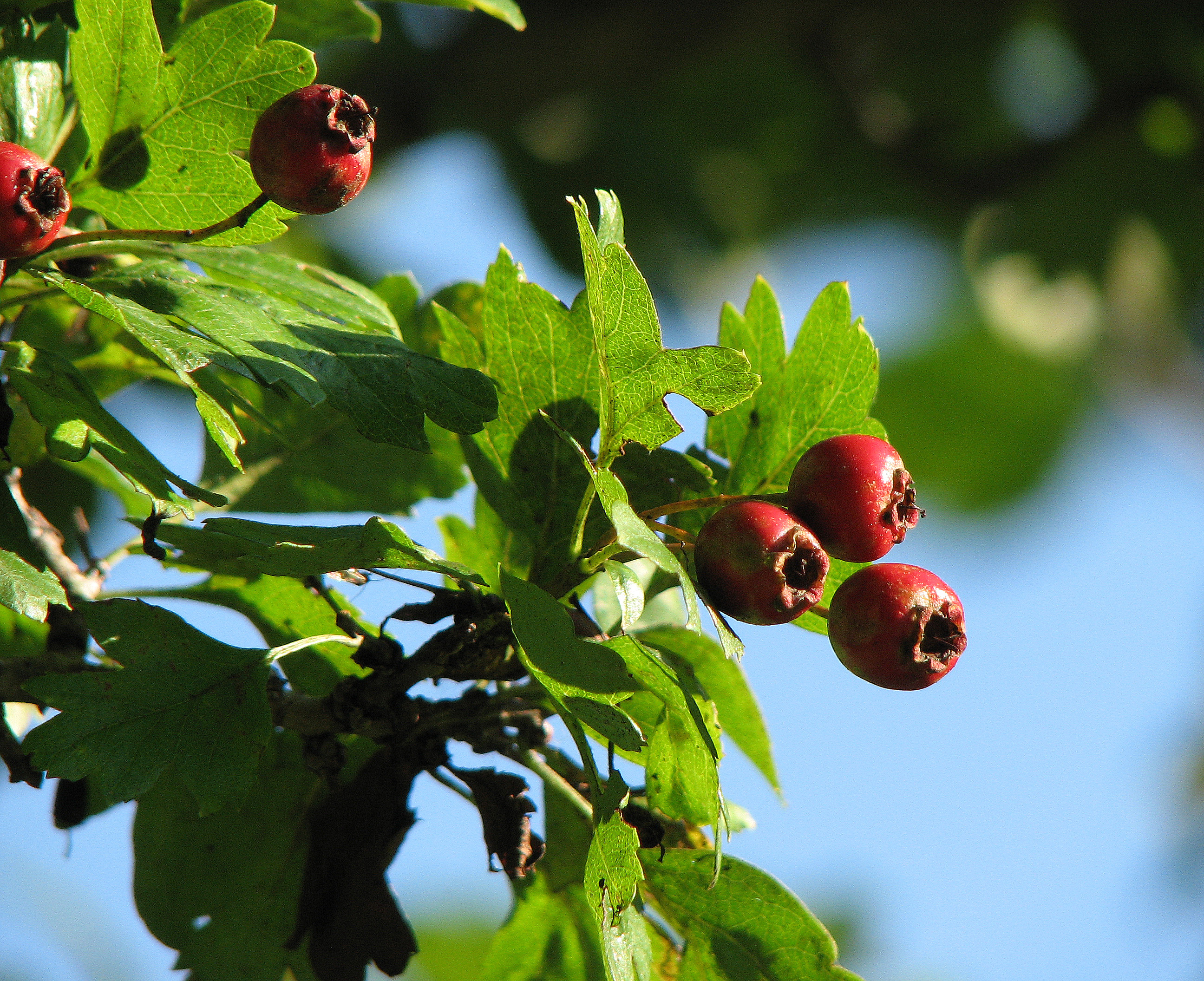 Eingriffeliger Weißdorn