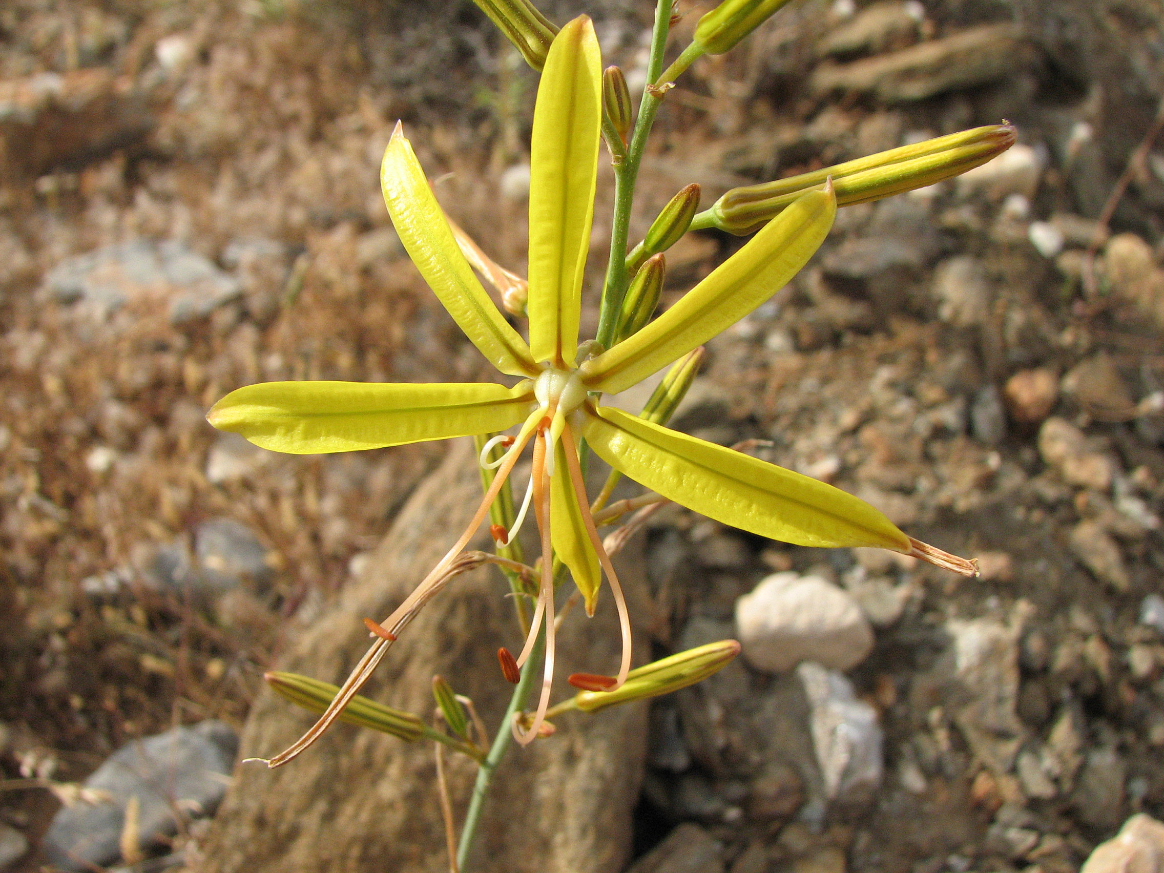 Liburnische Junkerlilie