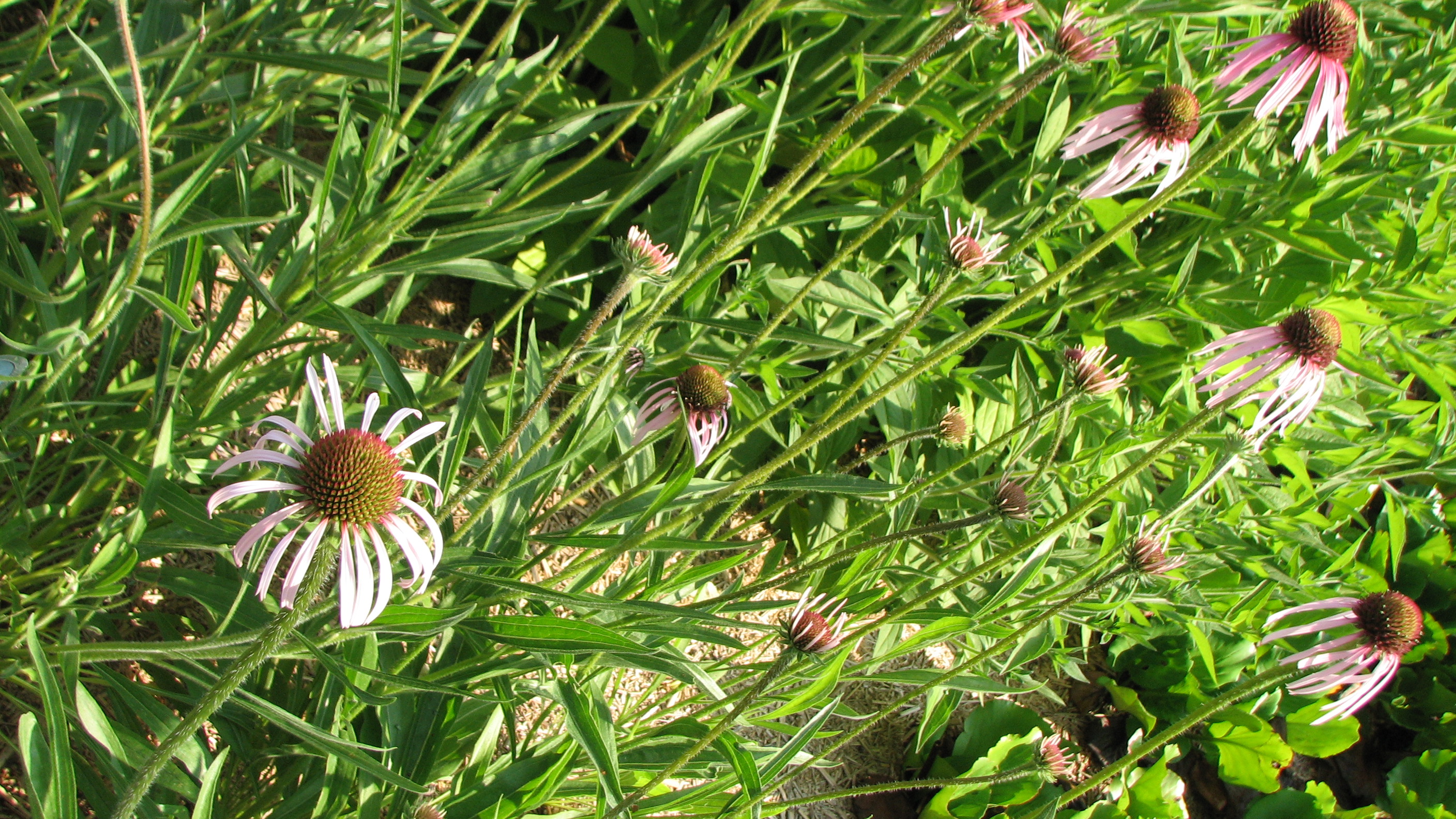Schmalblättriger Sonnenhut