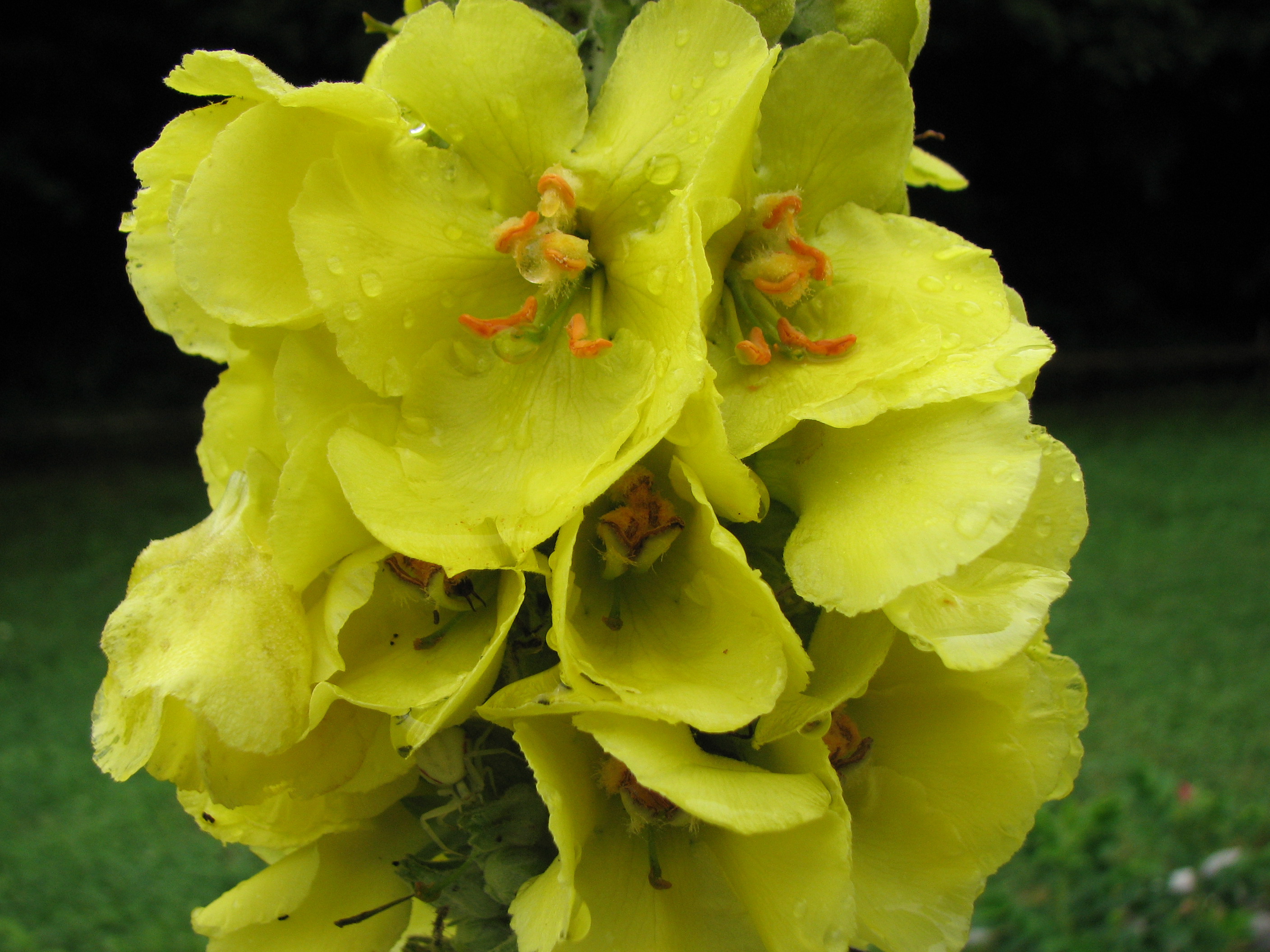 Großblütige Königskerze