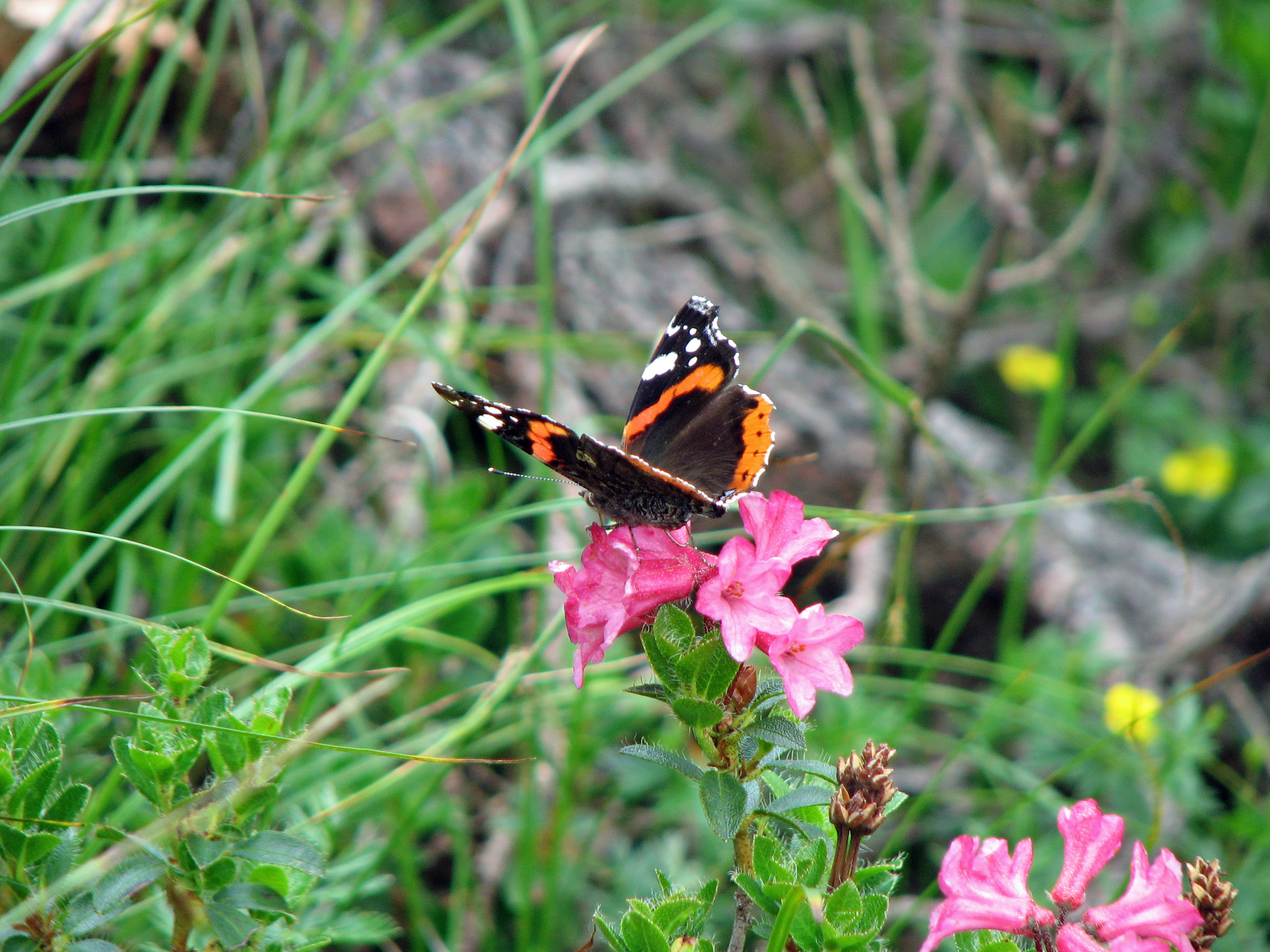 Bewimperte Alpenrose