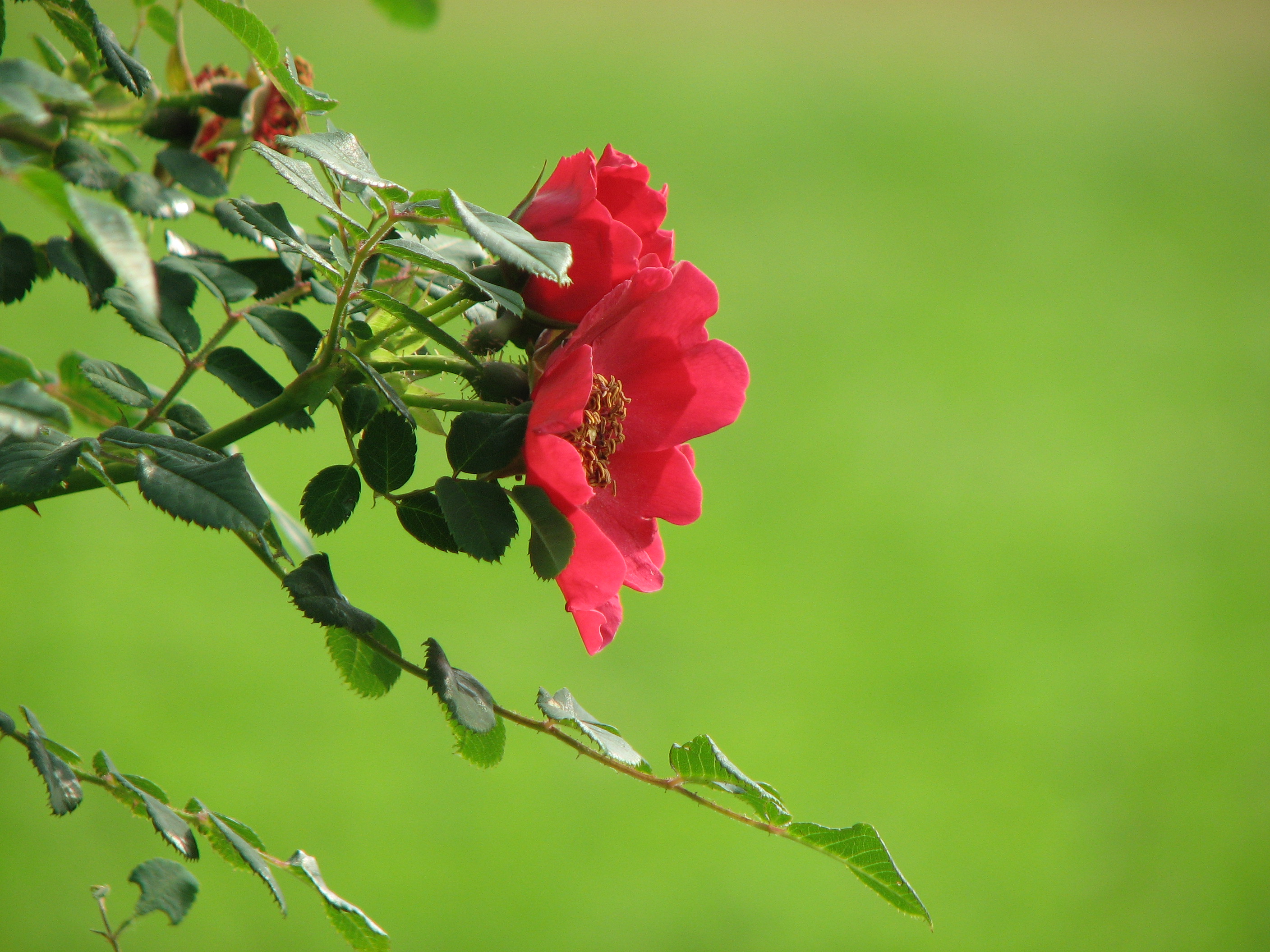 Mandarinrose-Wildrose