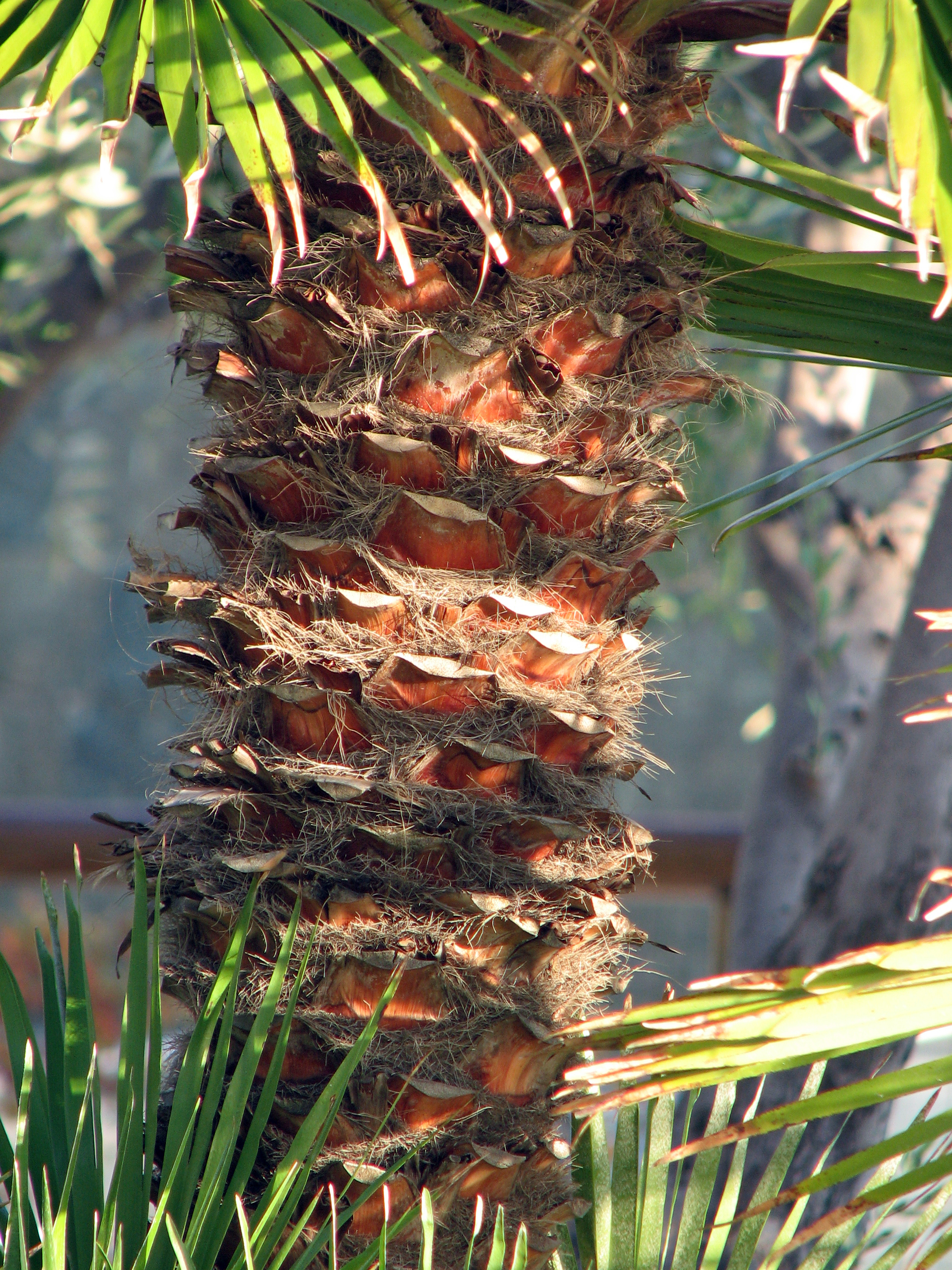Chinesische Hanfpalme