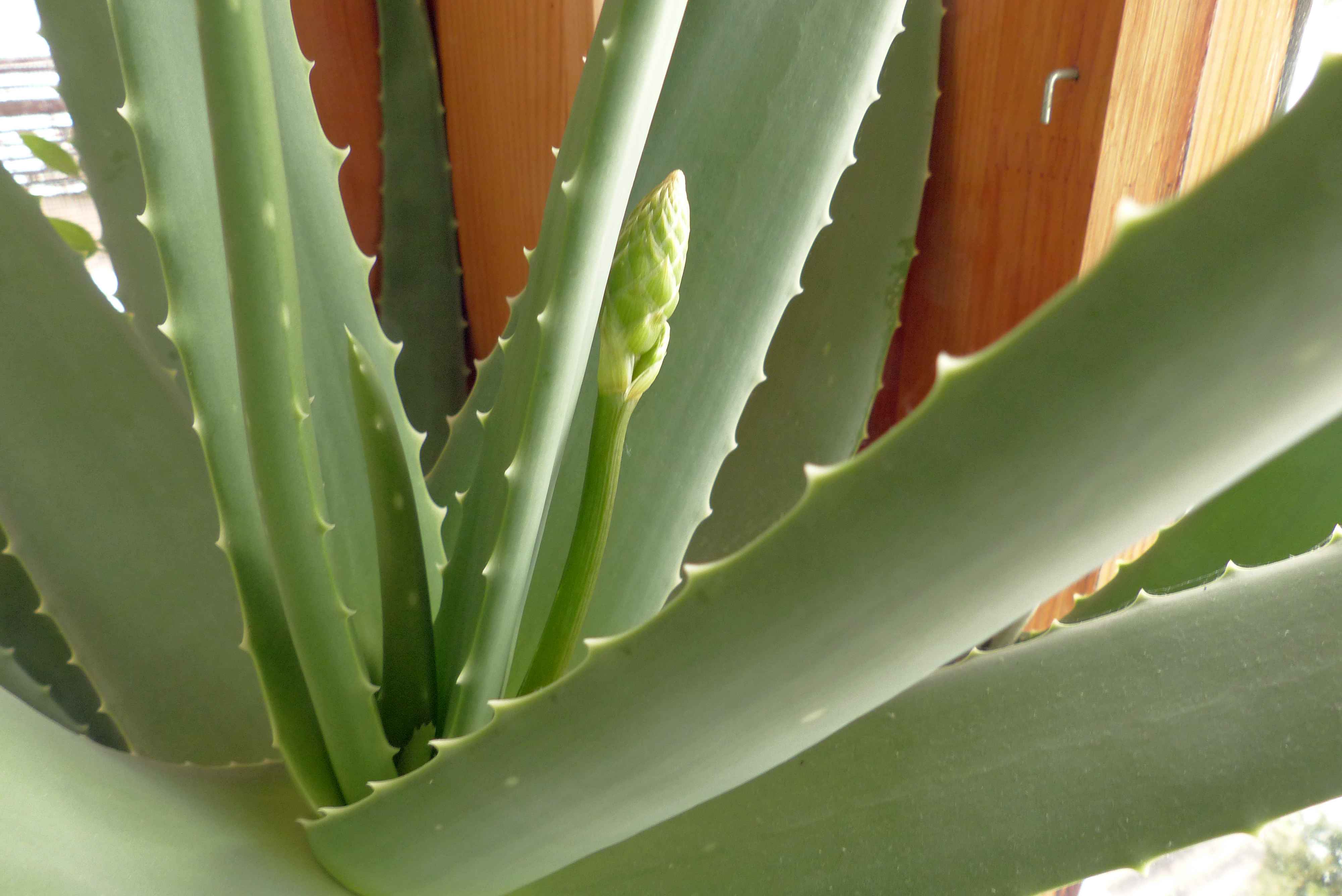 Aloe vera