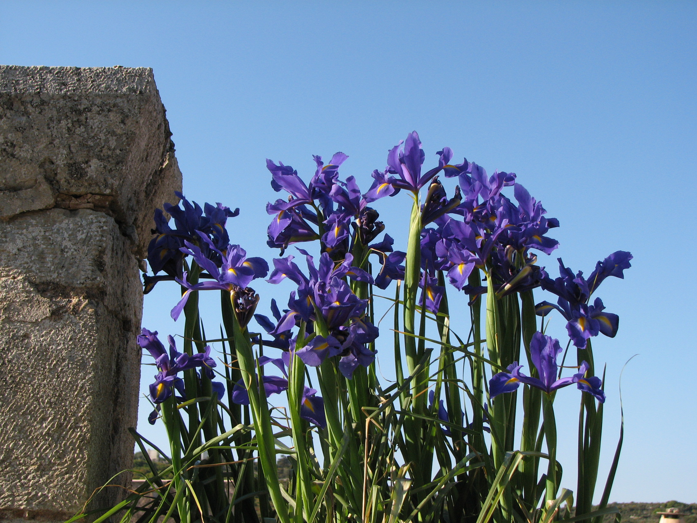 Mittags-Schwertlilie