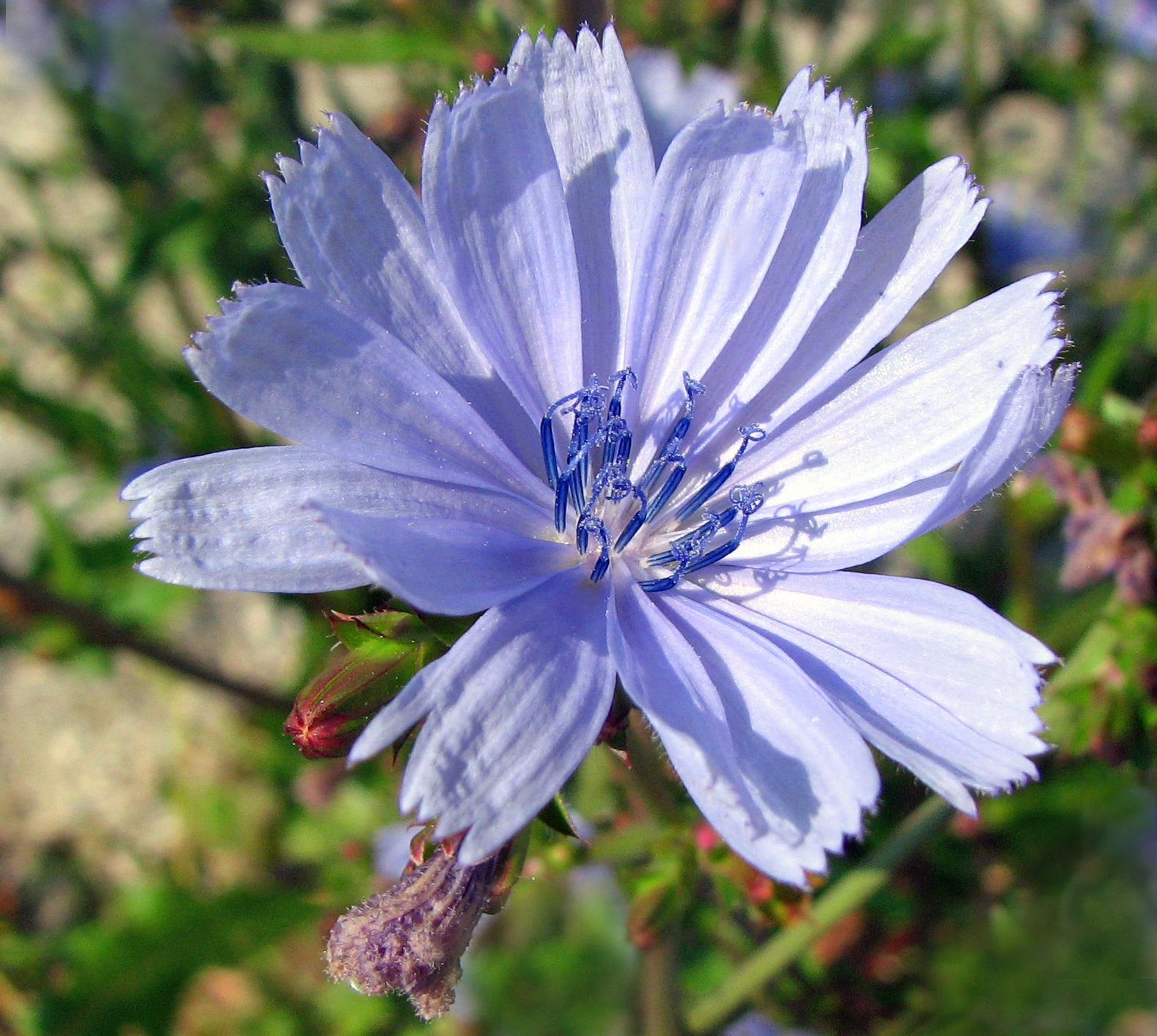 Gewöhnliche Wegwarte