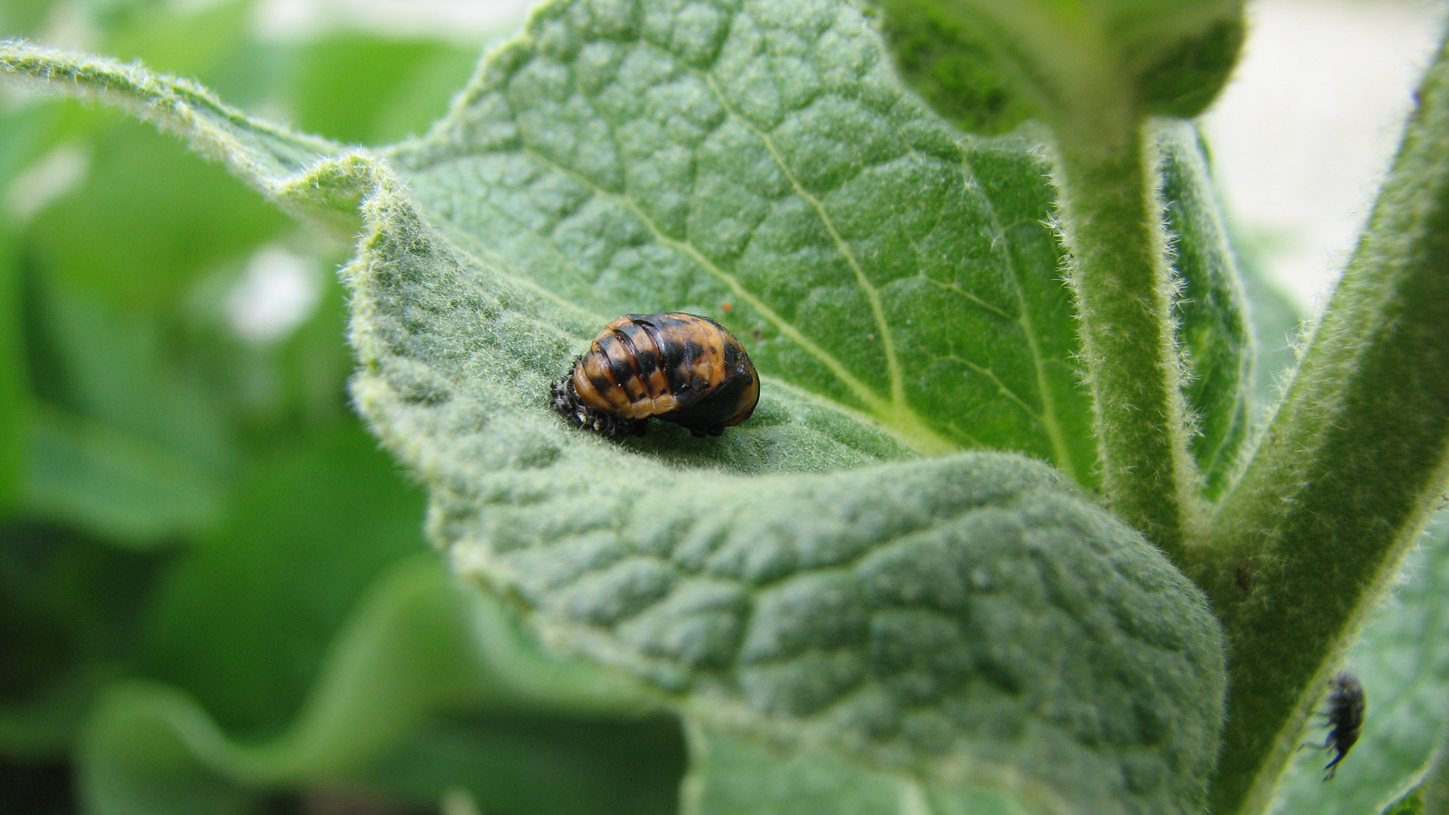 Großblütige Königskerze