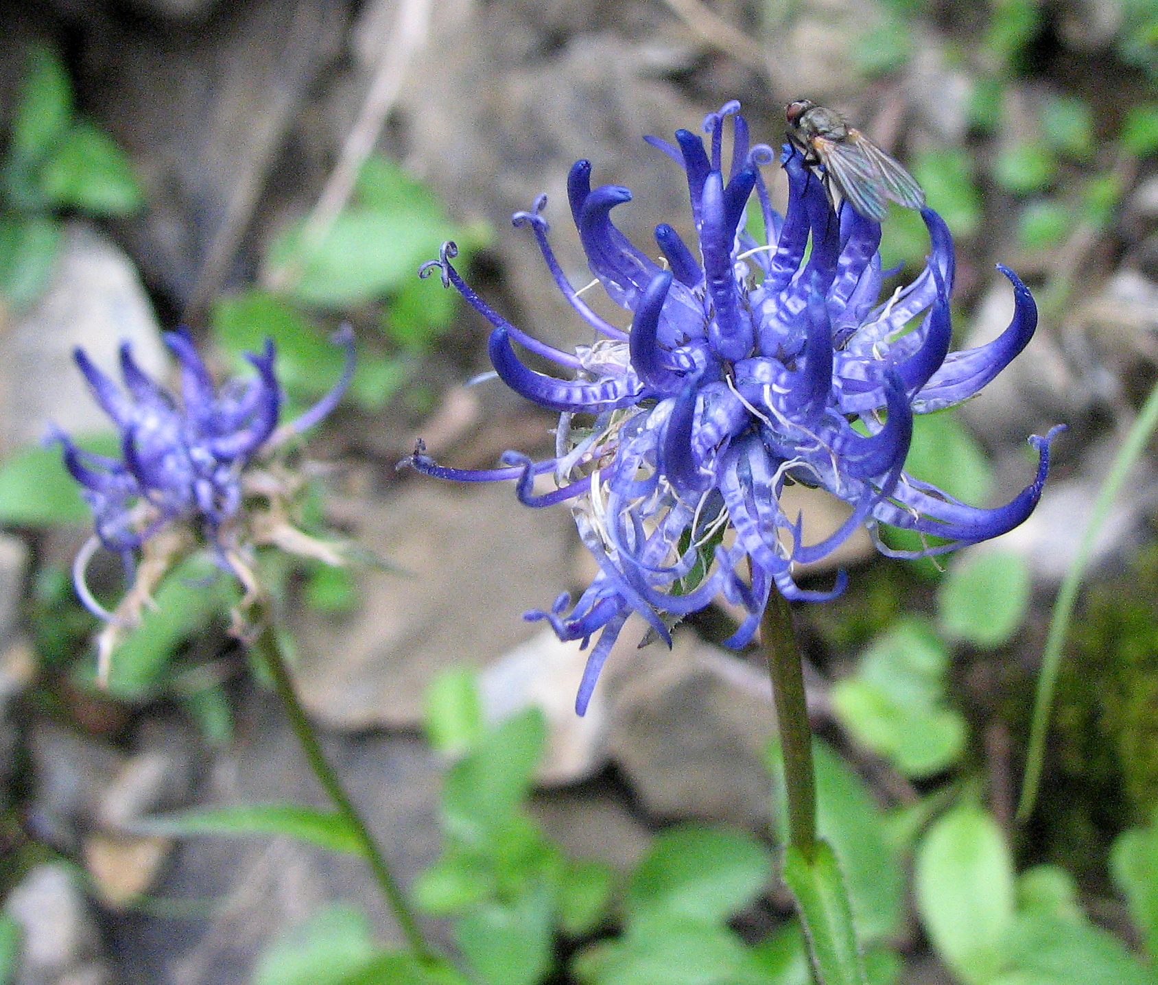 Kugelige Teufelskralle