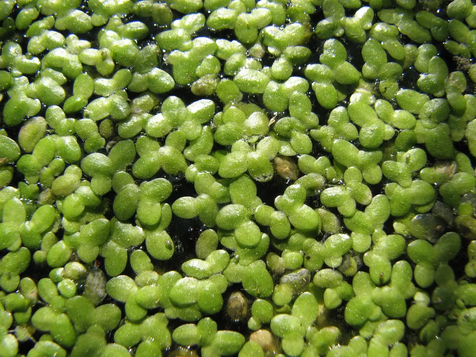 Kleine Wasserlinse