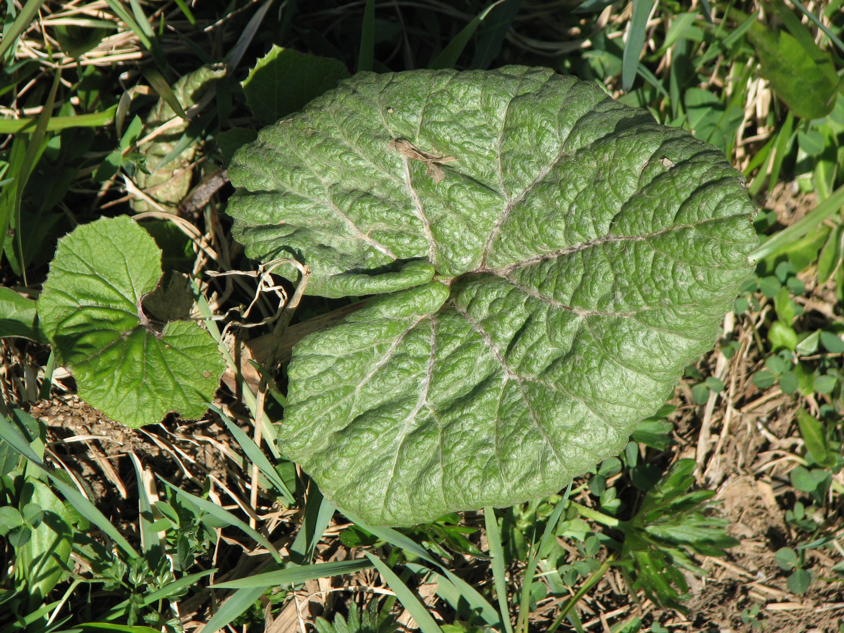 Gewöhnliche Pestwurz