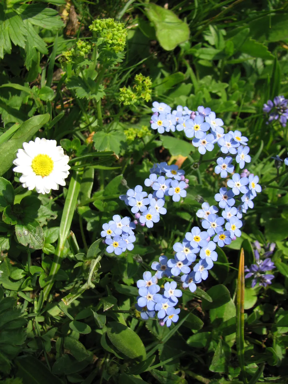 Alpenvergissmeinnicht