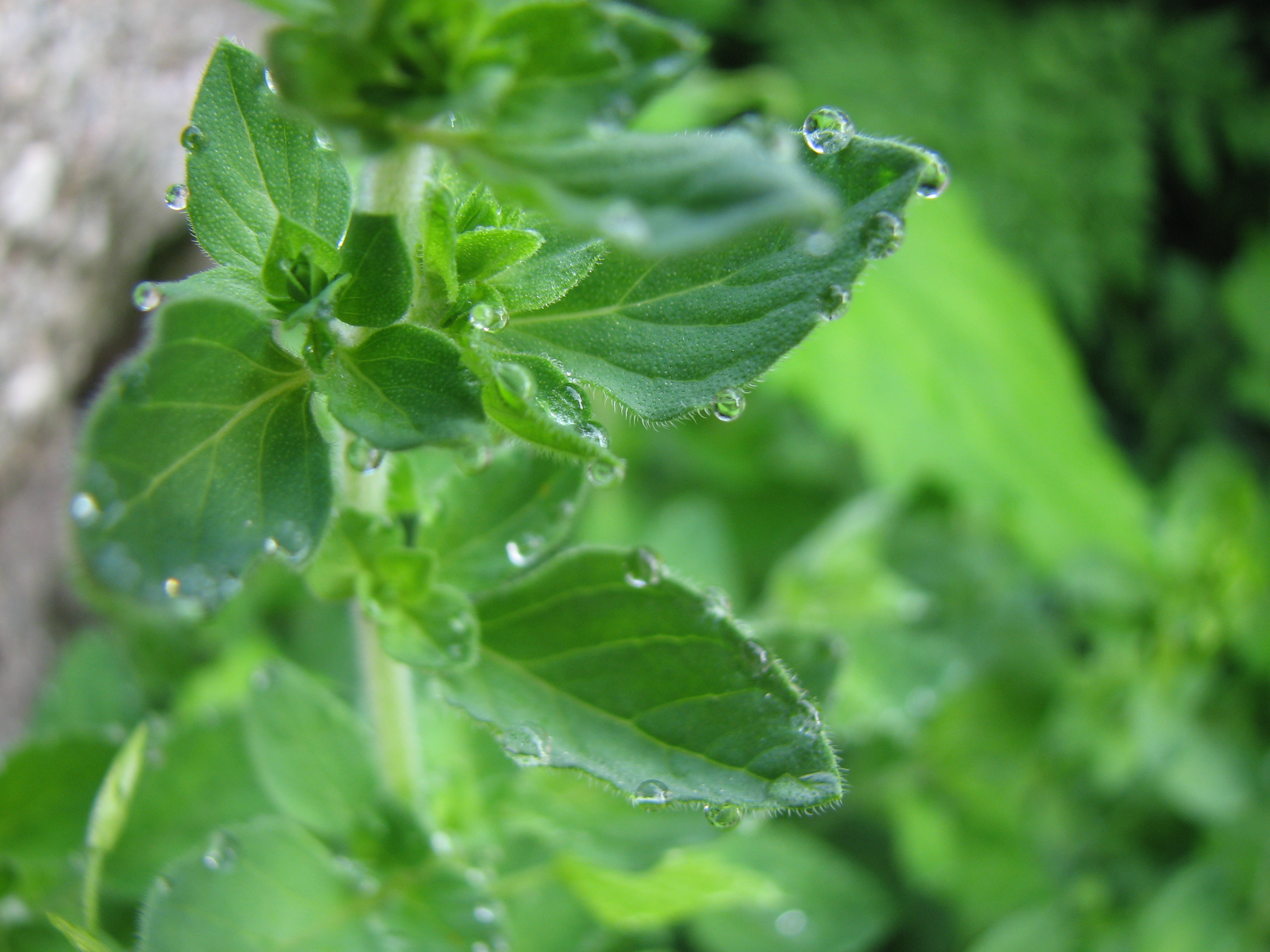 Oregano