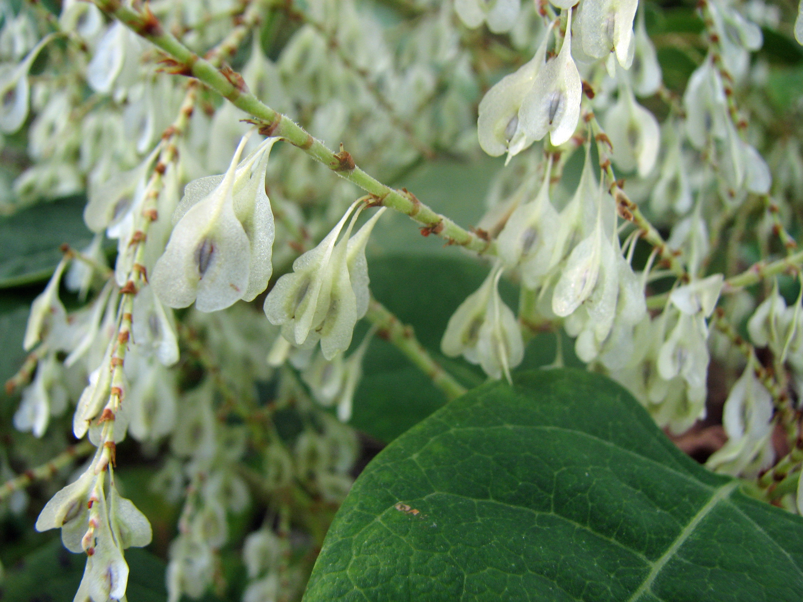 Japanischer Staudenknöterich