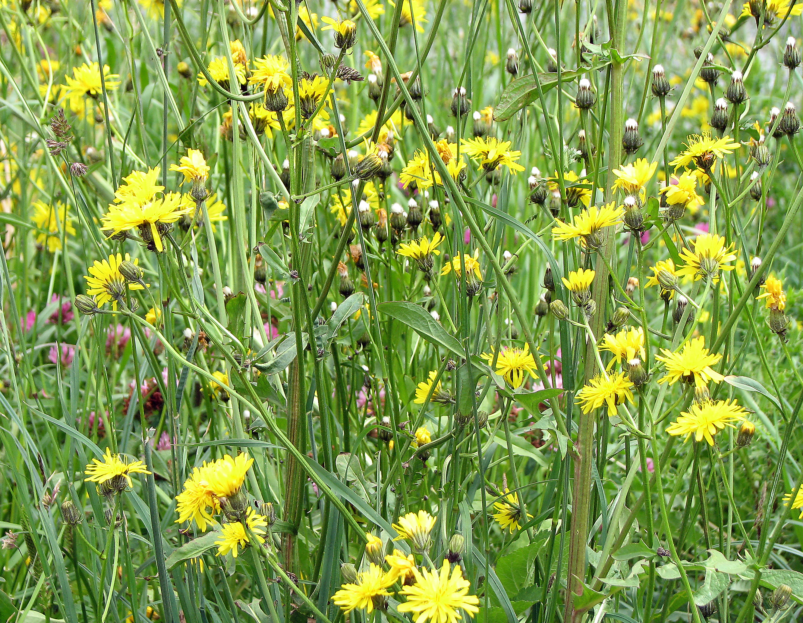 Wiesenpippau