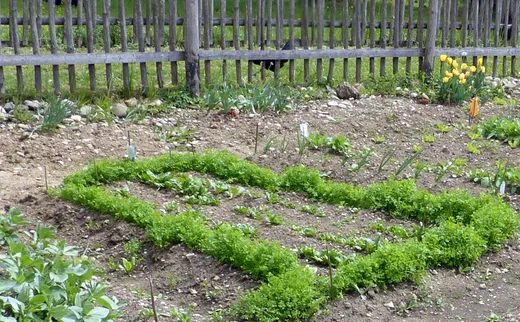 Schneckenresistente Gemüsepflanzen und Kräuter