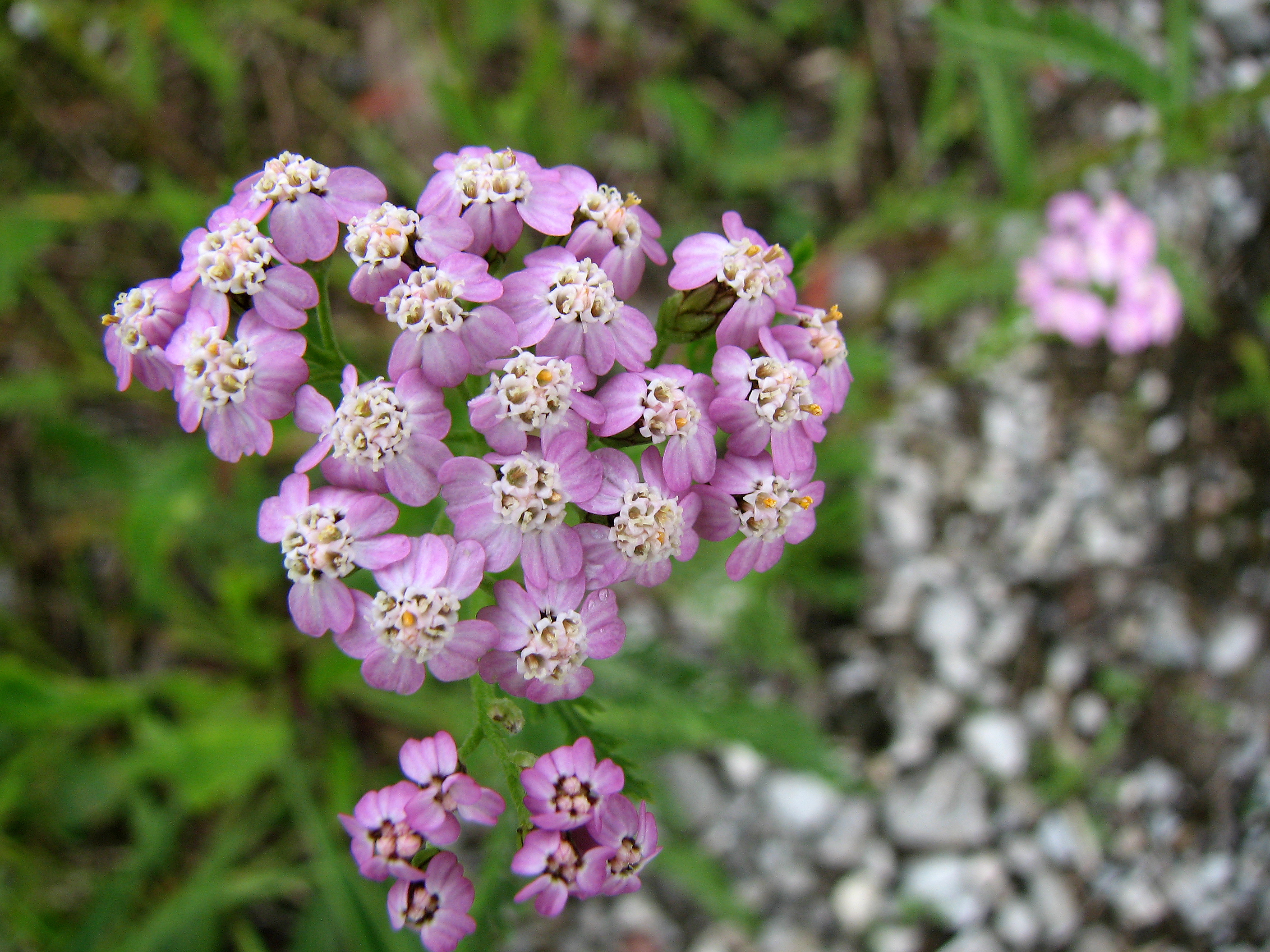 Gewöhnliche Schafgarbe