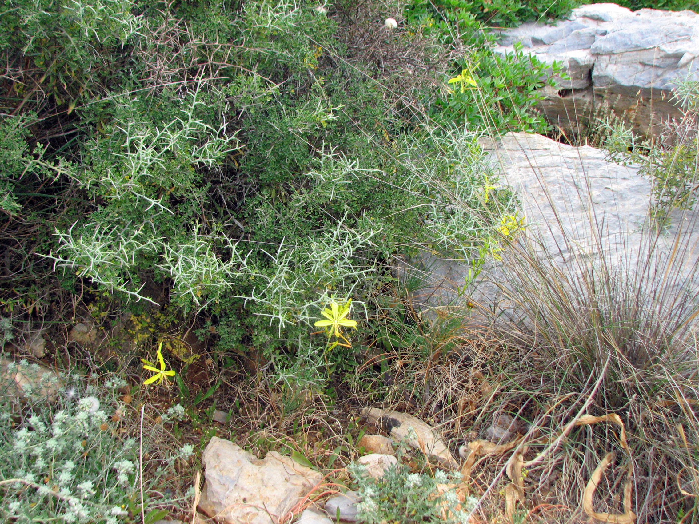 Liburnische Junkerlilie