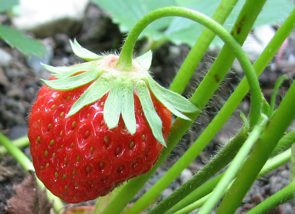 Gartenerdbeere
