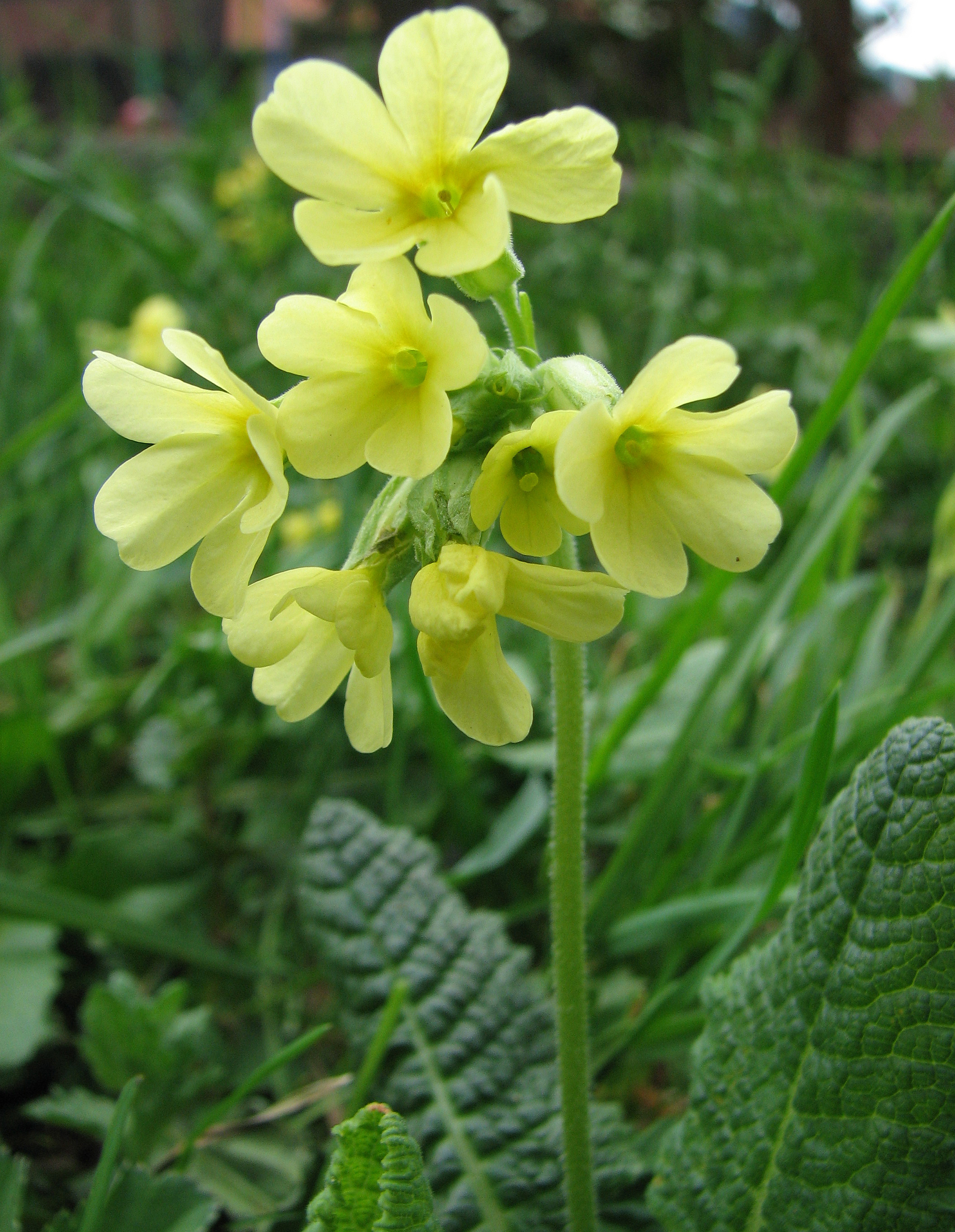Hohe Schlüsselblume