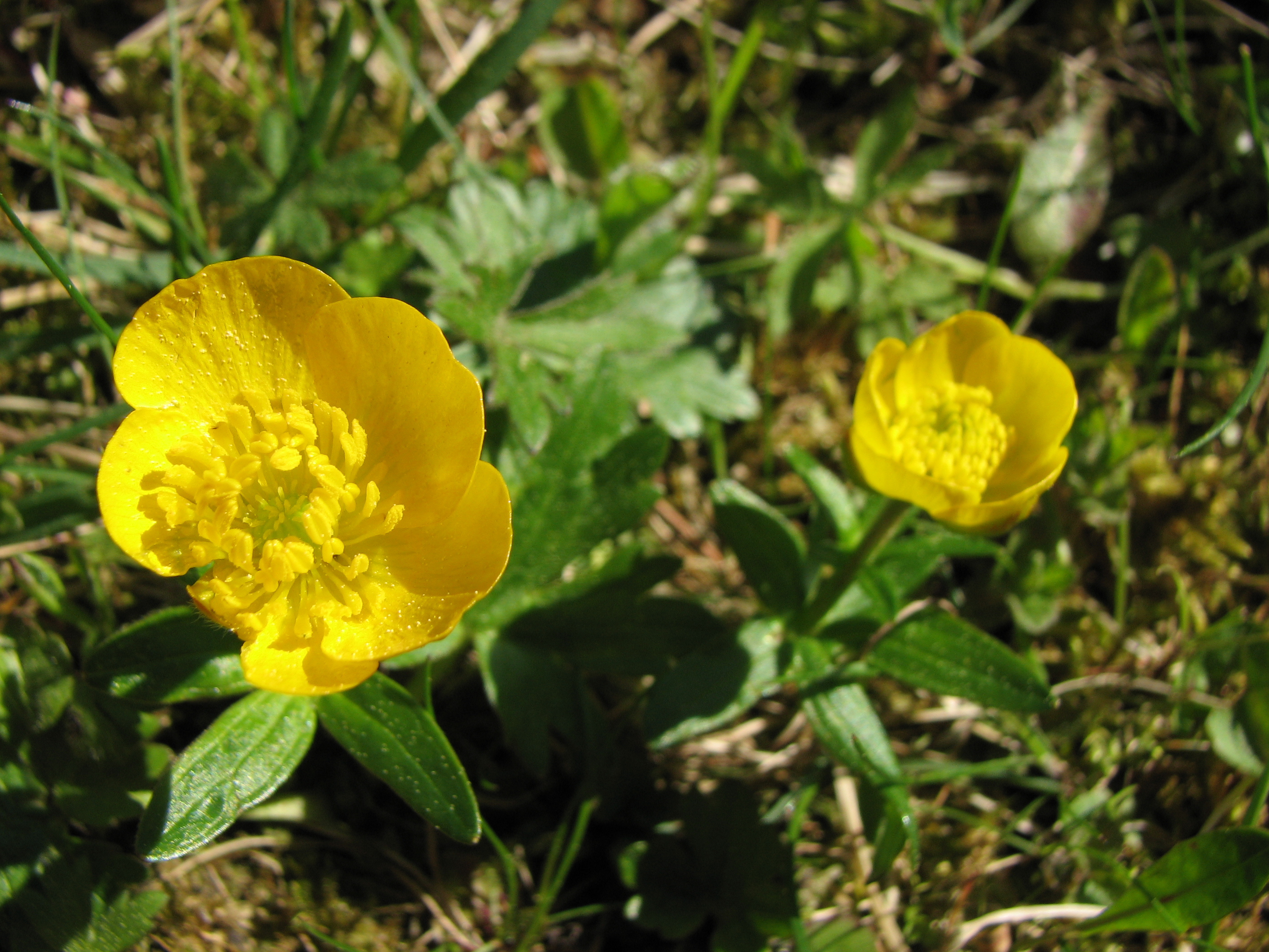 Kriechender Hahnenfuß