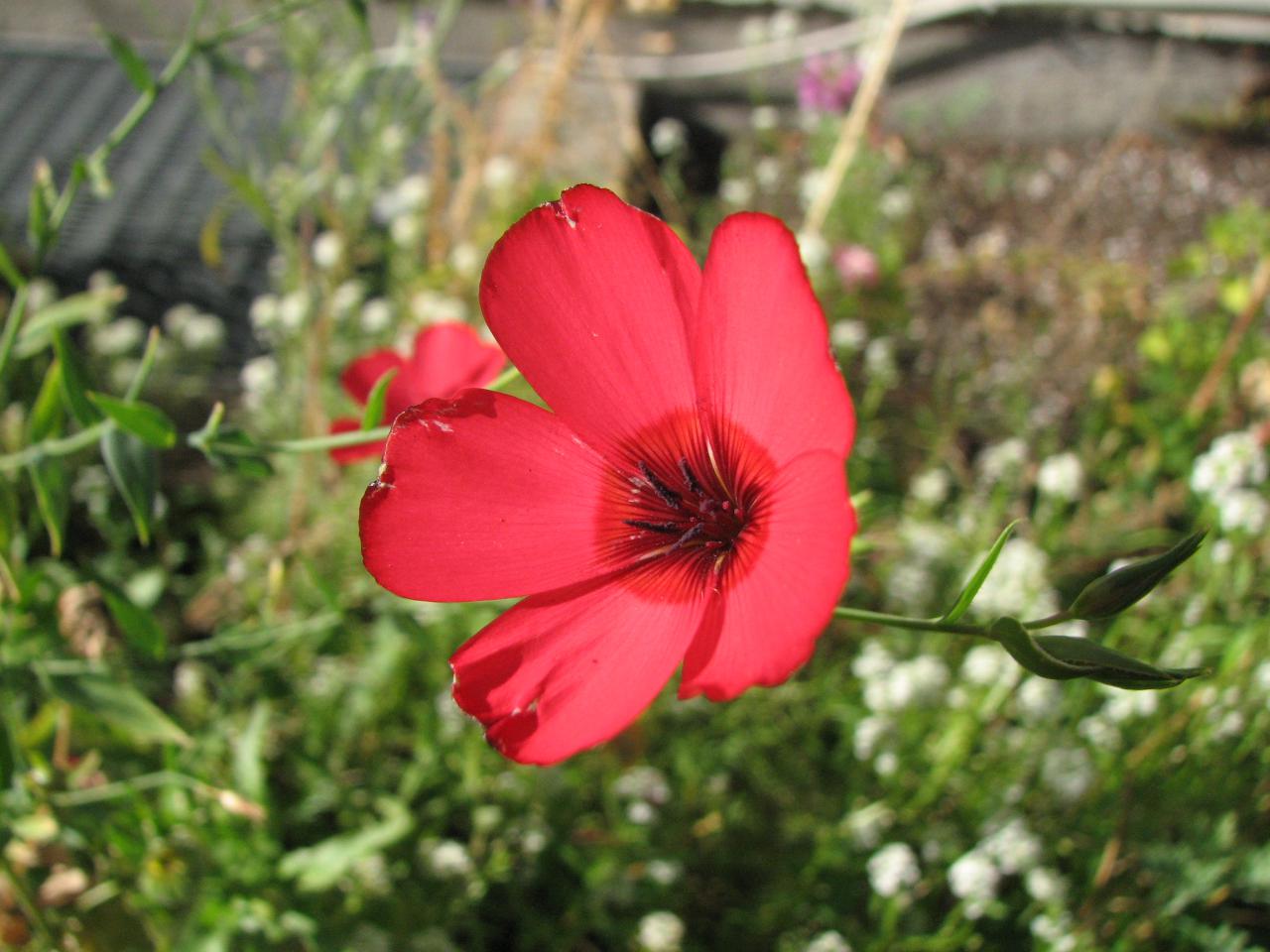 Roter Lein